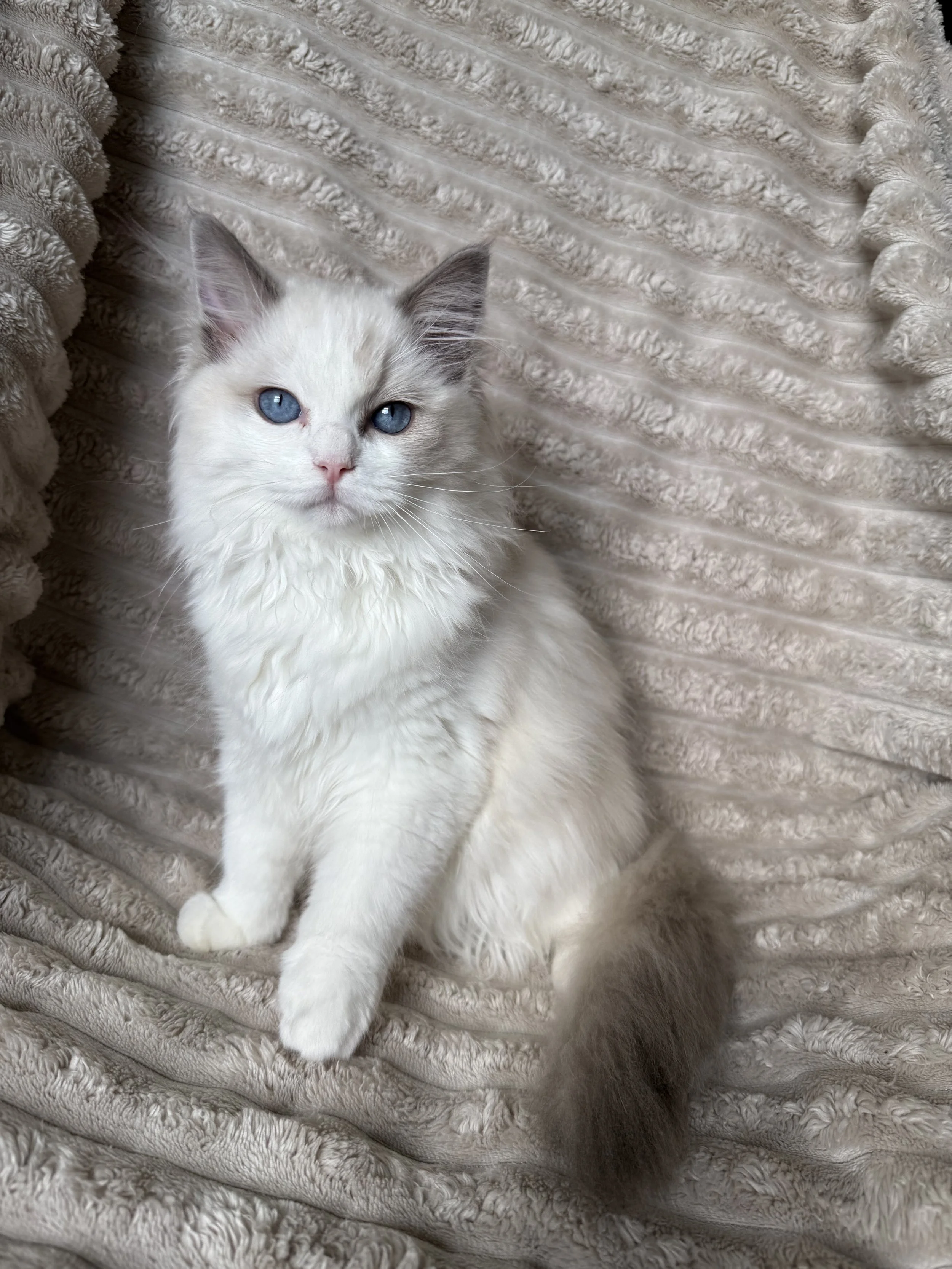 White fluffy kitten with blue eyes sitting on an ornate vintage armchair with a patterned fabric and dark wooden frame.