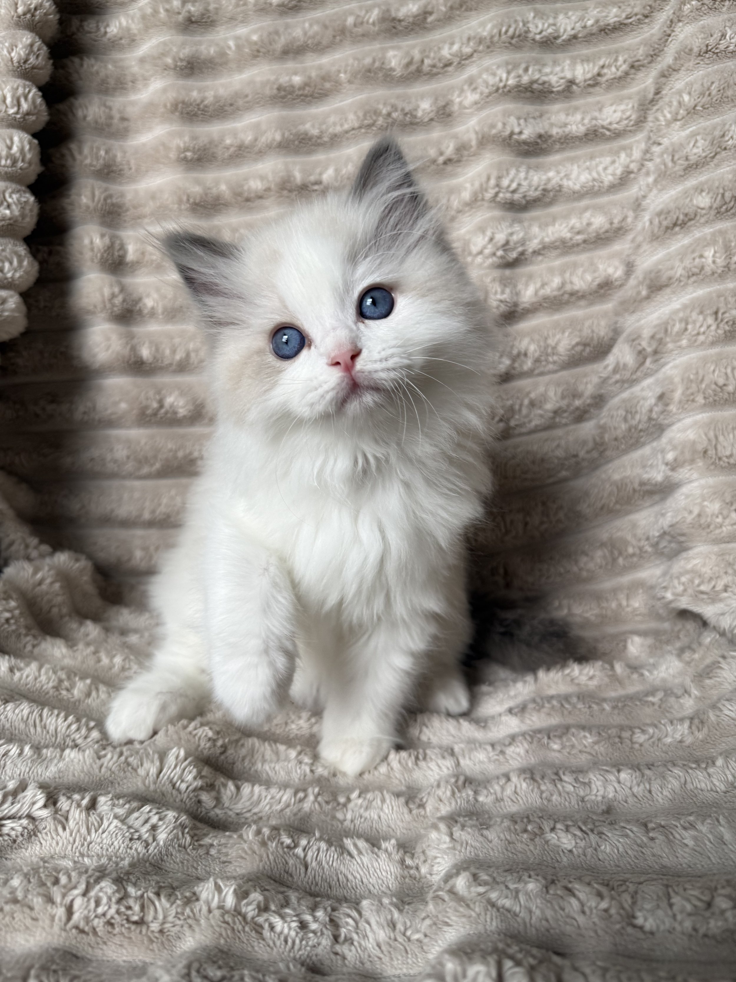 A white kitten with blue eyes sitting on an ornate, vintage upholstered chair, looking up at the camera.
