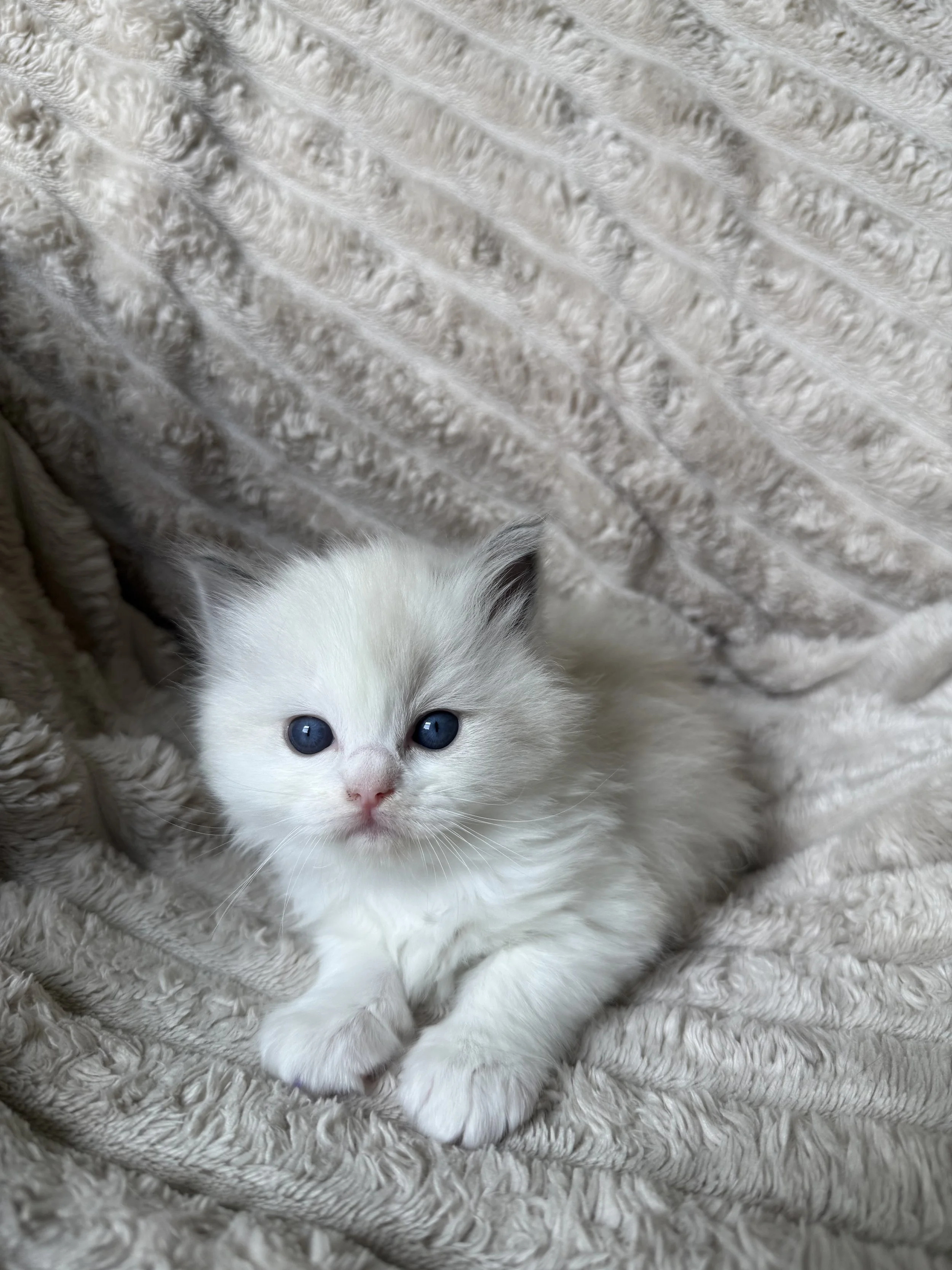 White fluffy kitten with blue eyes sitting on an ornate vintage armchair with a patterned fabric and dark wooden frame.