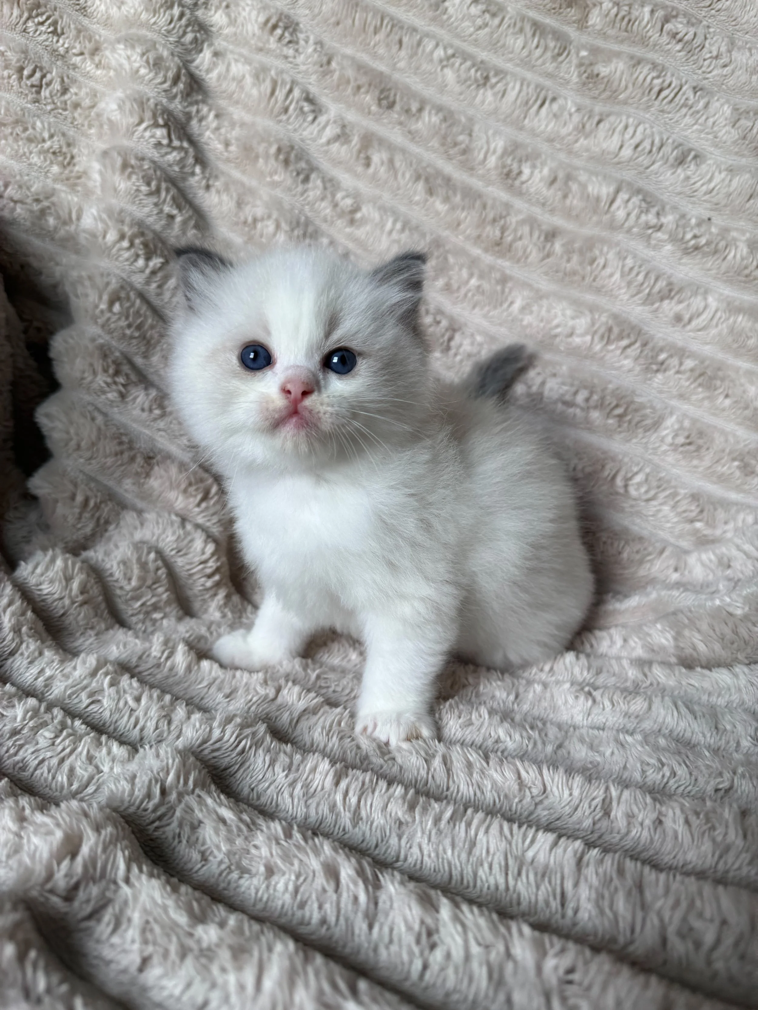 A fluffy white and gray kitten with blue eyes sitting on a patterned, upholstered chair with curved wooden arms.