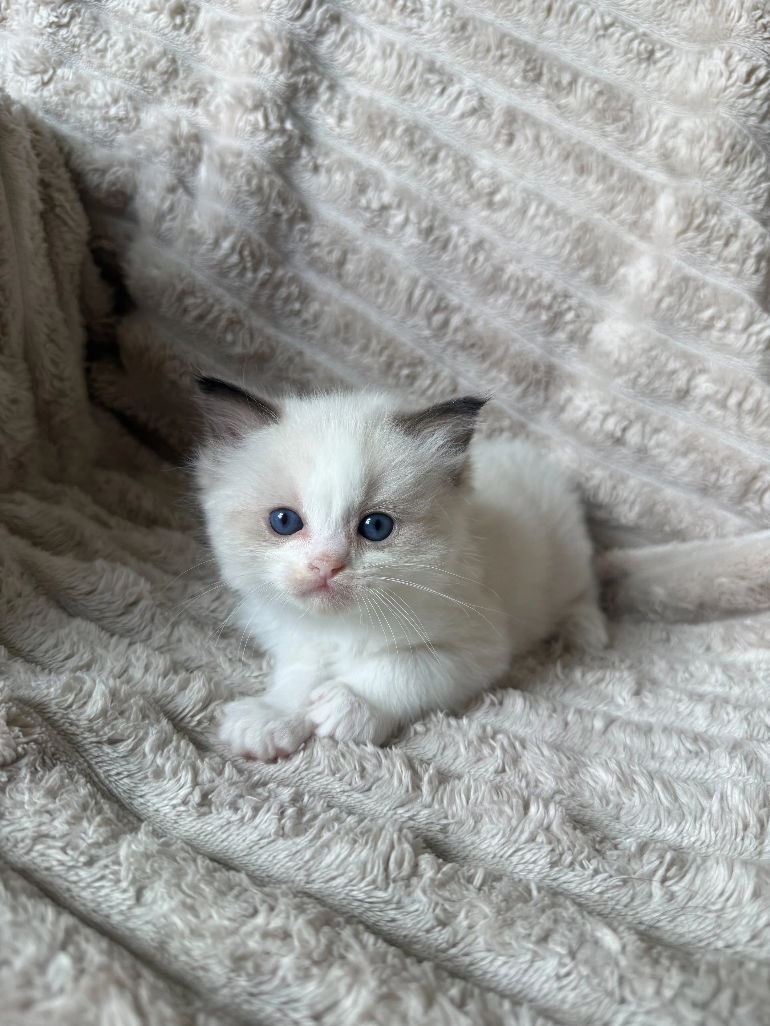 White fluffy kitten with blue eyes sitting on an ornate vintage armchair with a patterned fabric and dark wooden frame.