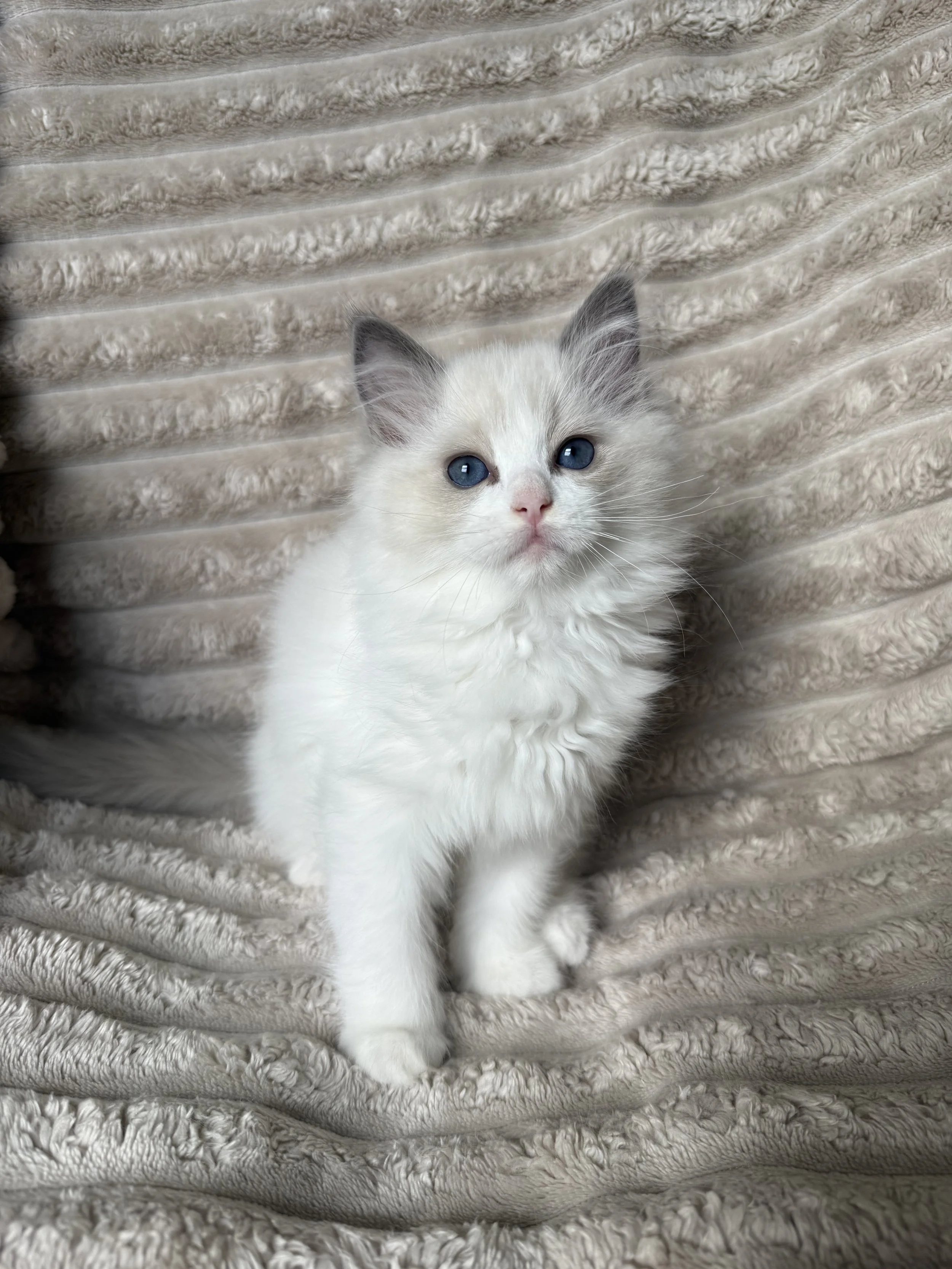 A white kitten with blue eyes sitting on an ornate, vintage upholstered chair, looking up at the camera.