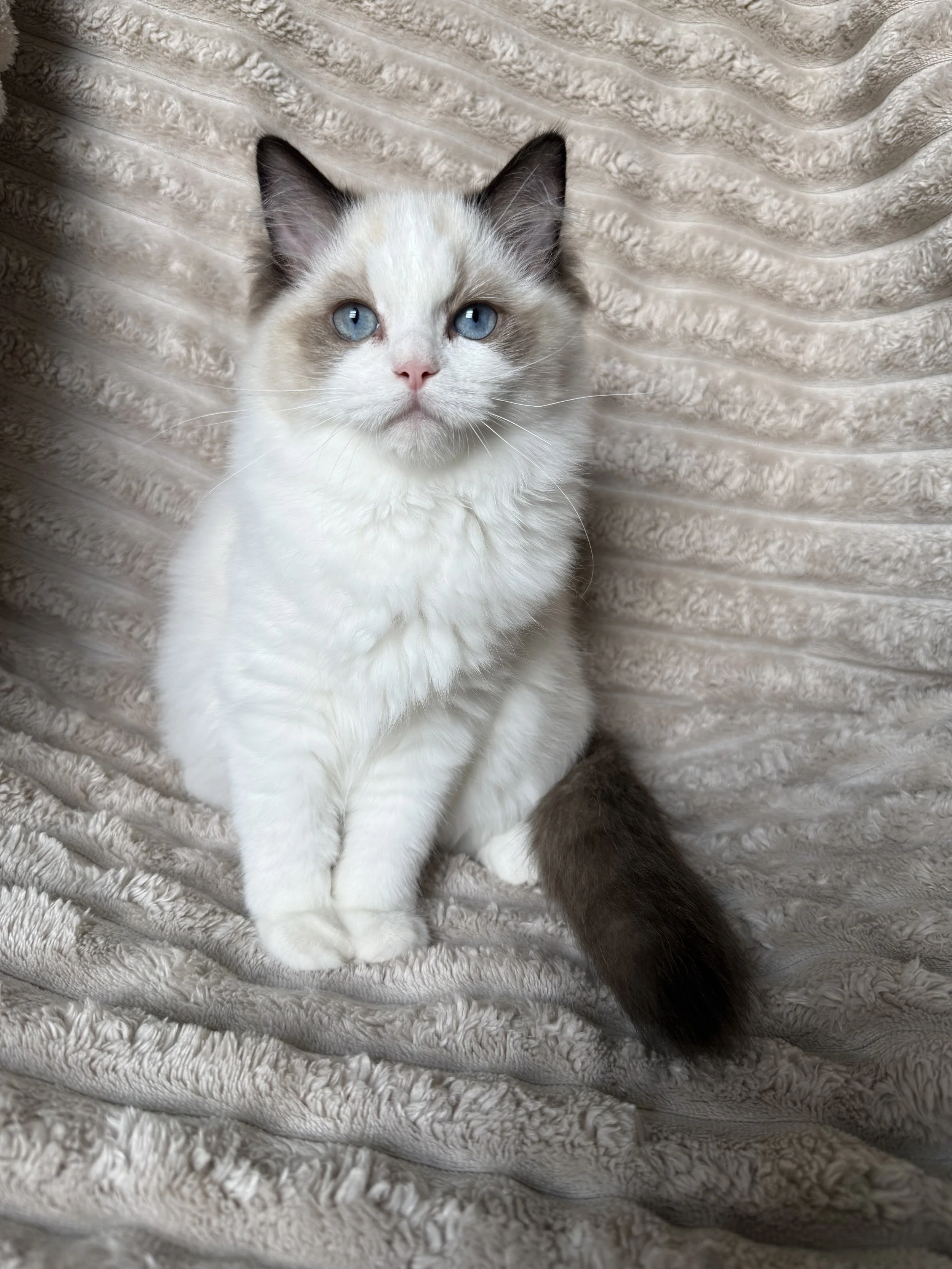A cute kitten with blue eyes and black-tipped ears sitting on a plush, textured beige blanket.