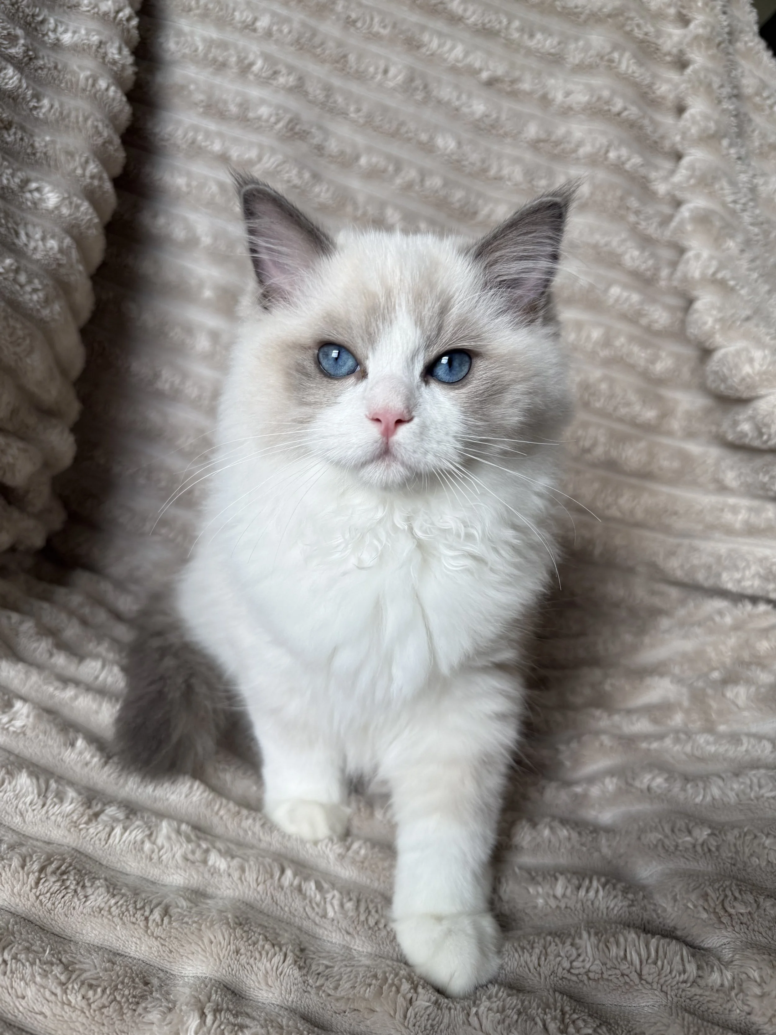 A fluffy white kitten with blue eyes sitting on a plush, textured beige blanket.