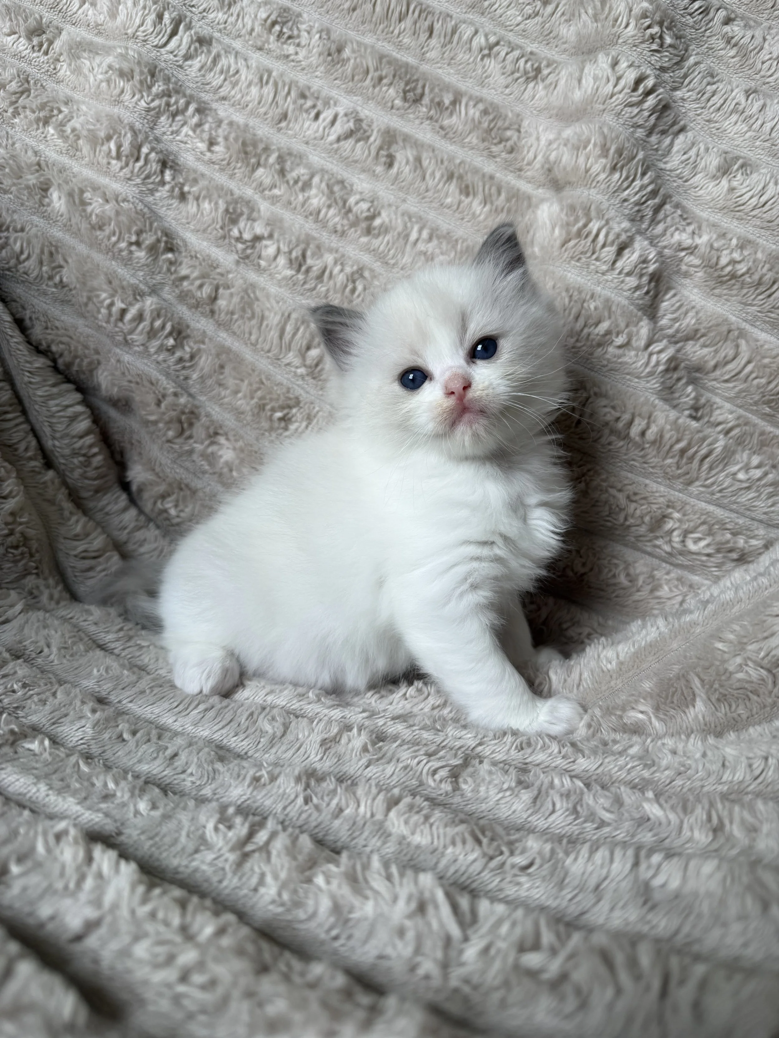 A white kitten with blue eyes sitting on an ornate, vintage upholstered chair, looking up at the camera.