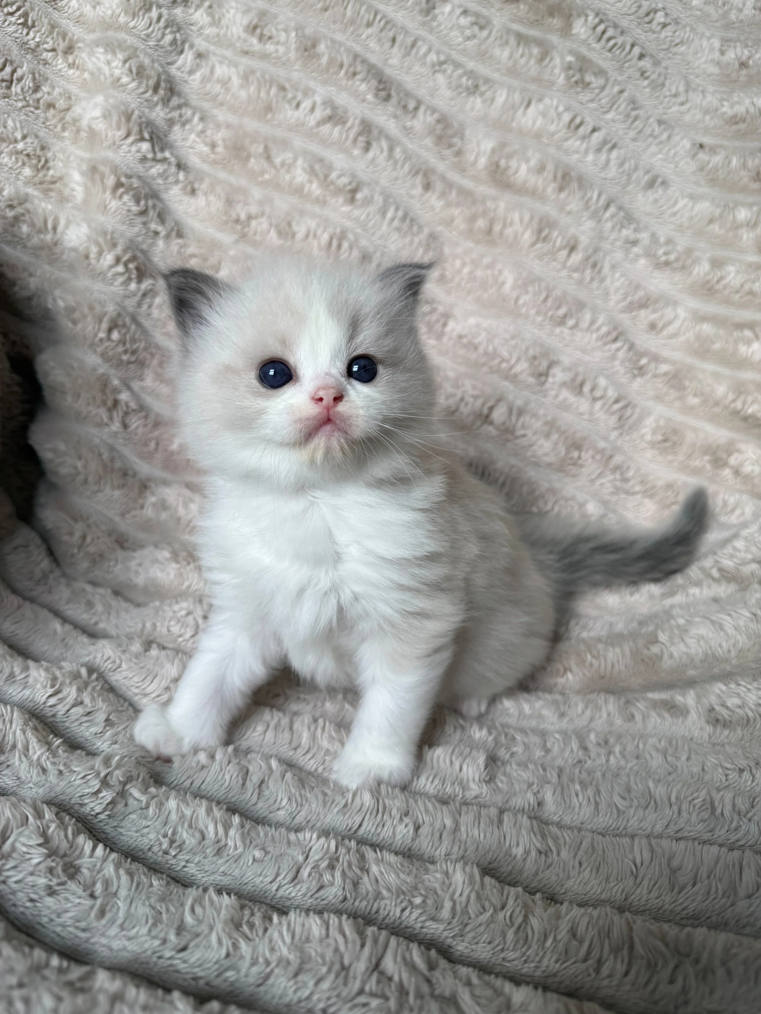 A person holding a white and brown kitten on an upholstered chair with a patterned backrest. The kitten's eyes are half-closed.