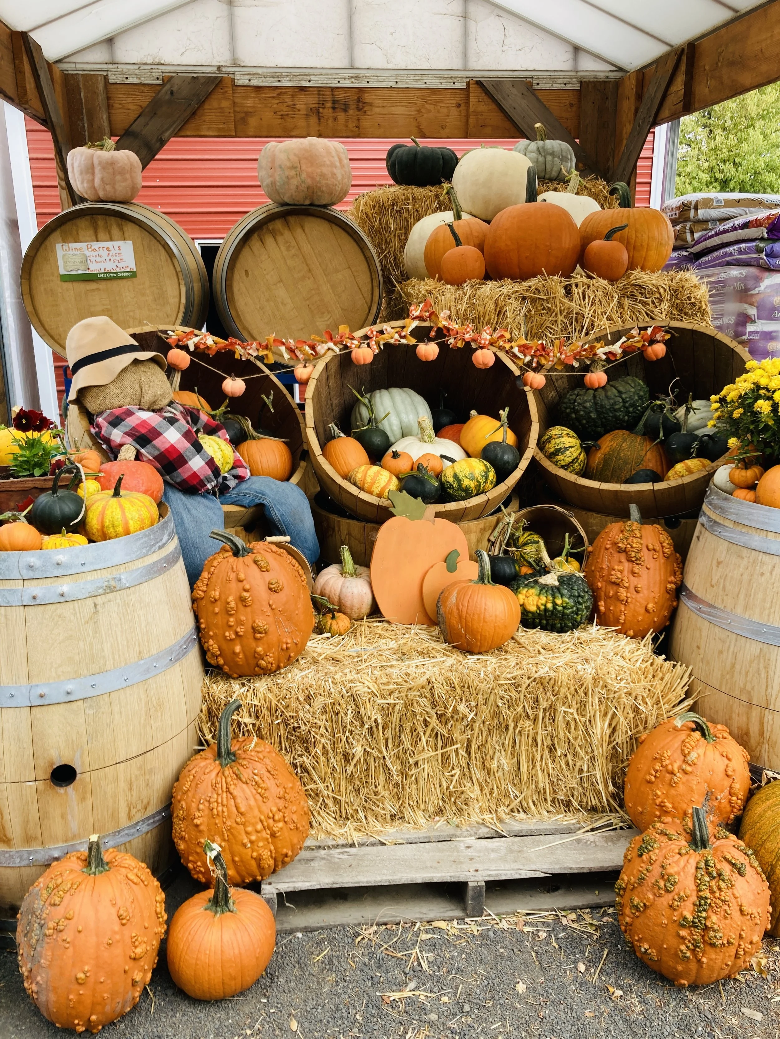 SCHULKE PUMPKIN FUNDRAISER