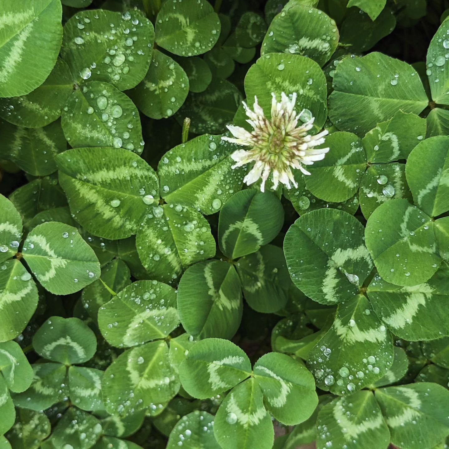 Don't forget to notice 🥰 

#mindfulness #clovers #nctherapy #nctherapist #charlottetherapist #naturelover