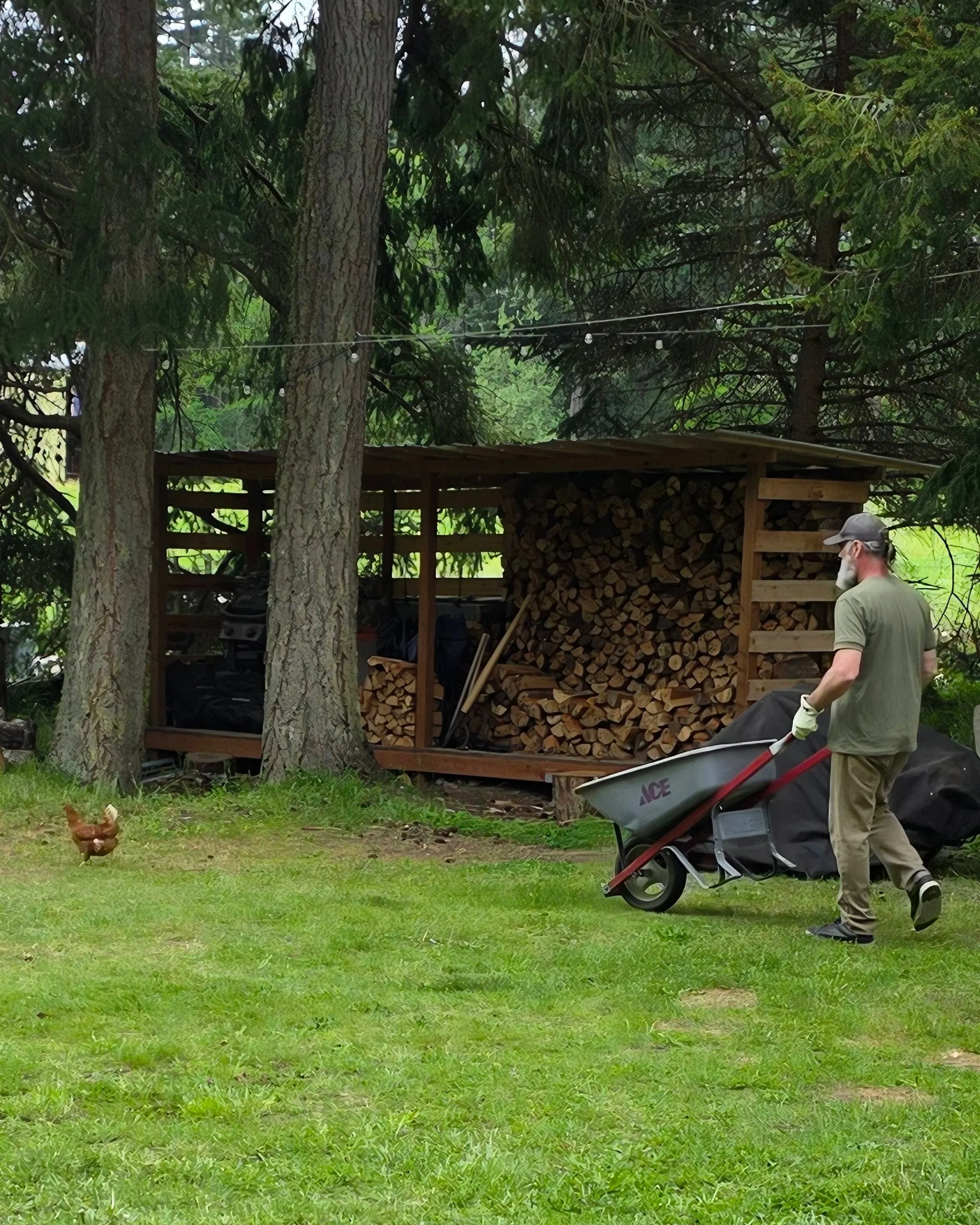 Man with wheelbarrow following a chicken