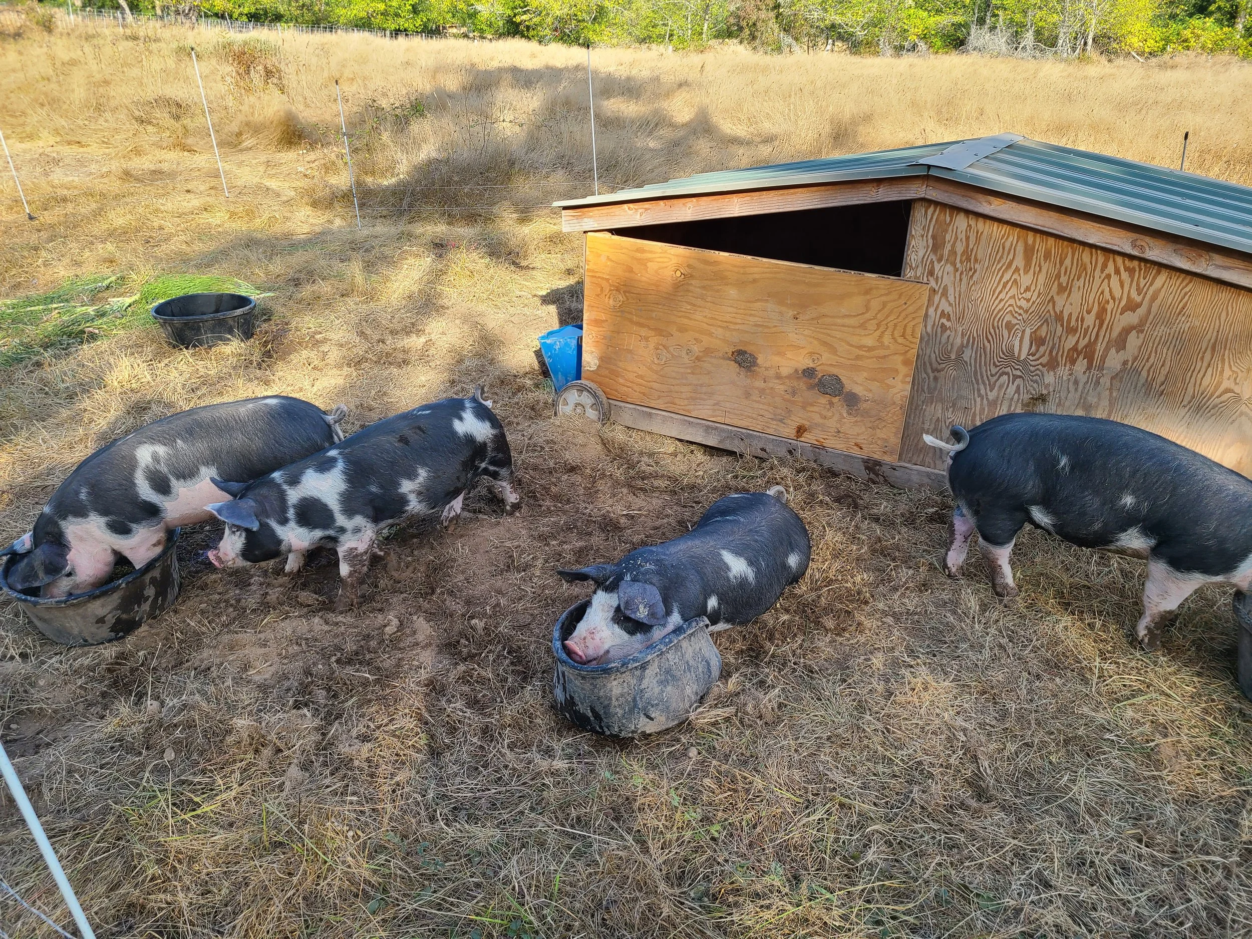 spotted pigs