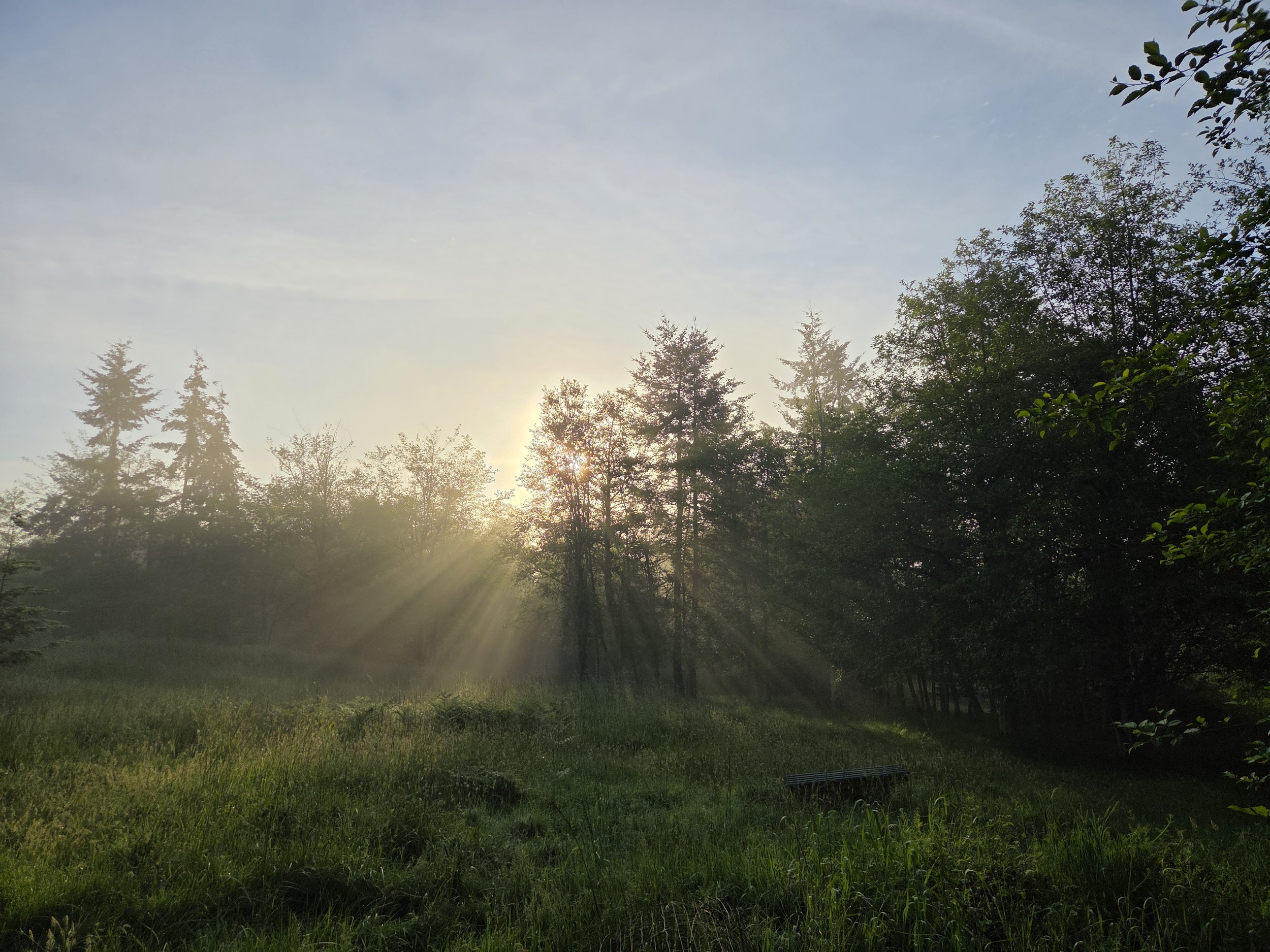 Morning on the farm with sun coming through the trees