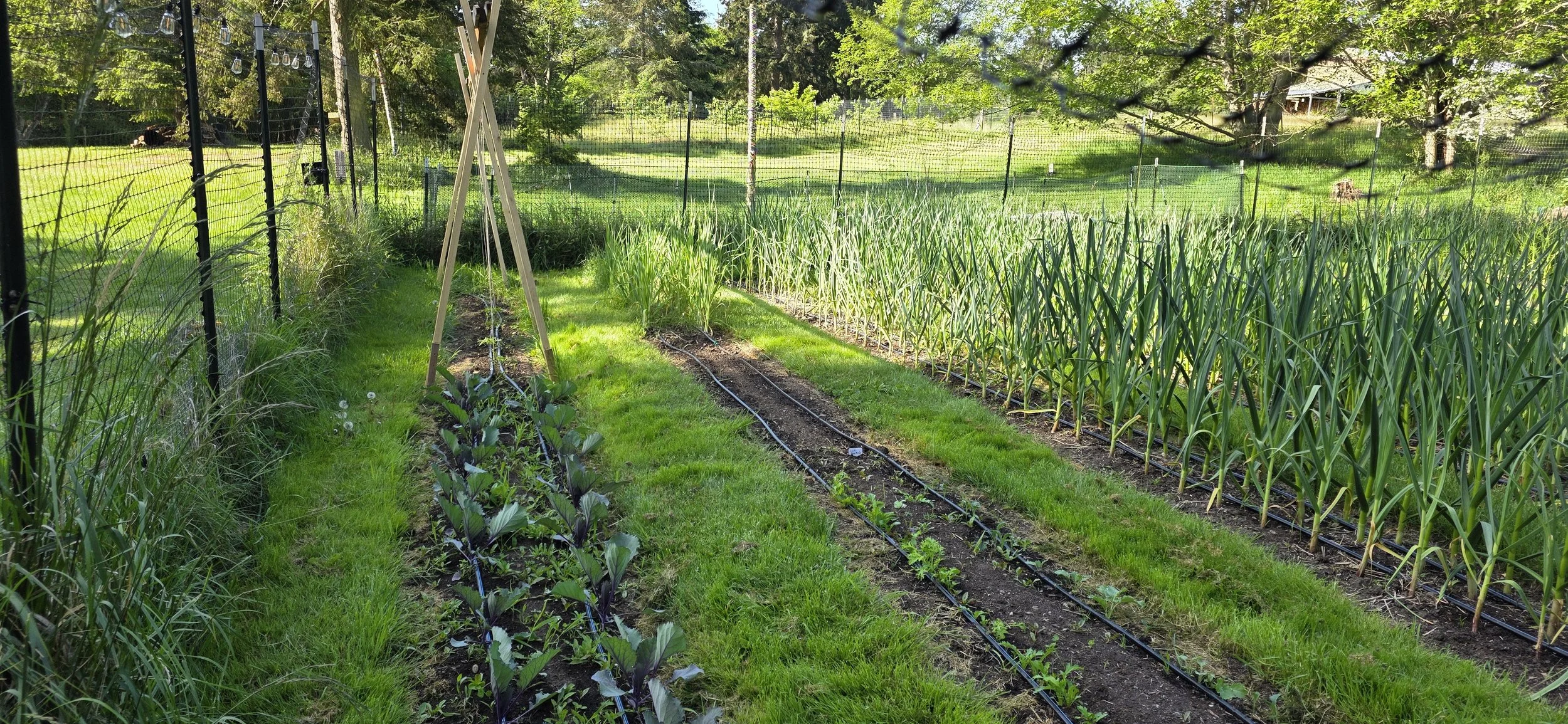 Vegetable rows