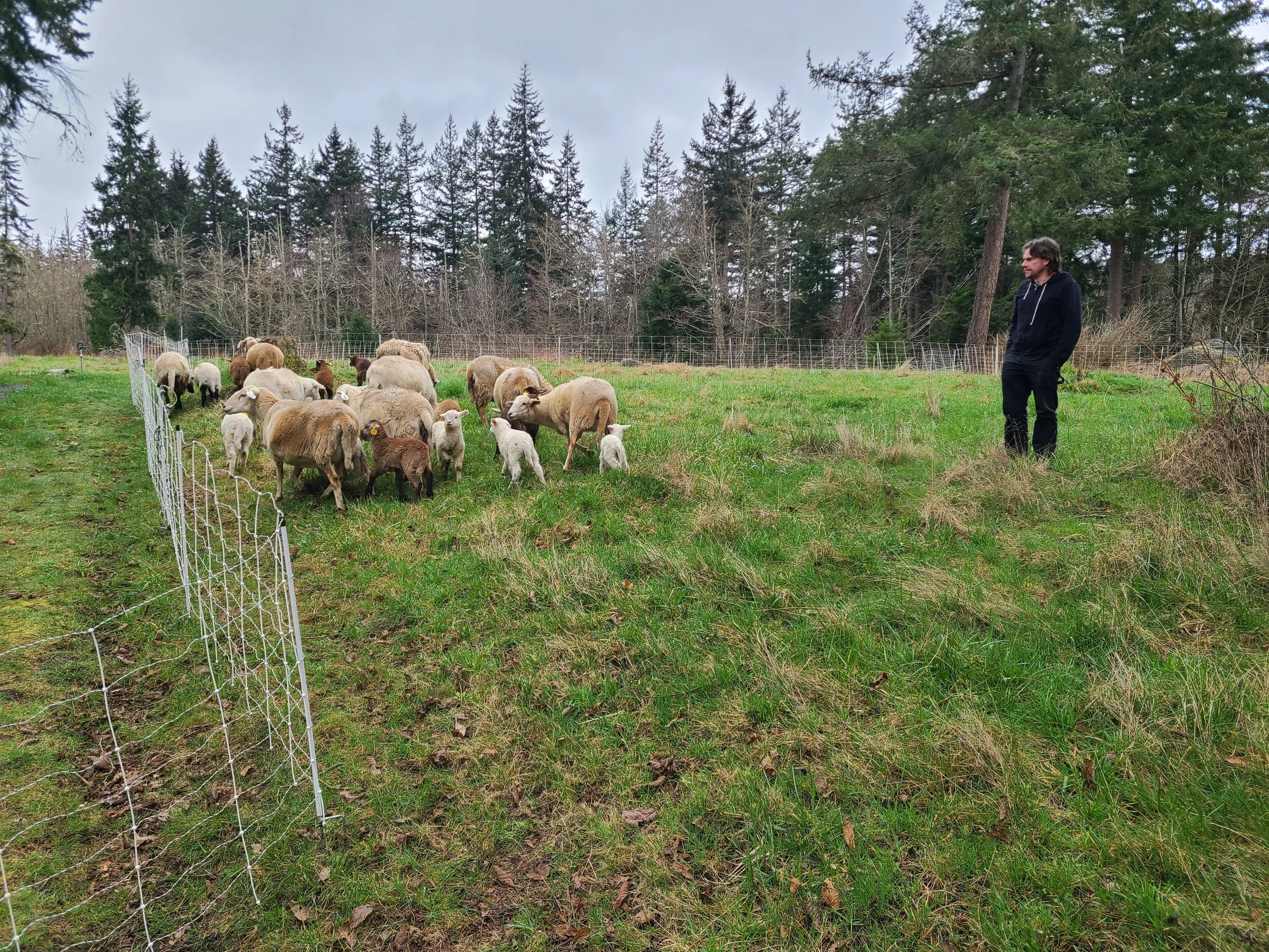 Man with flock of sheep and lambs