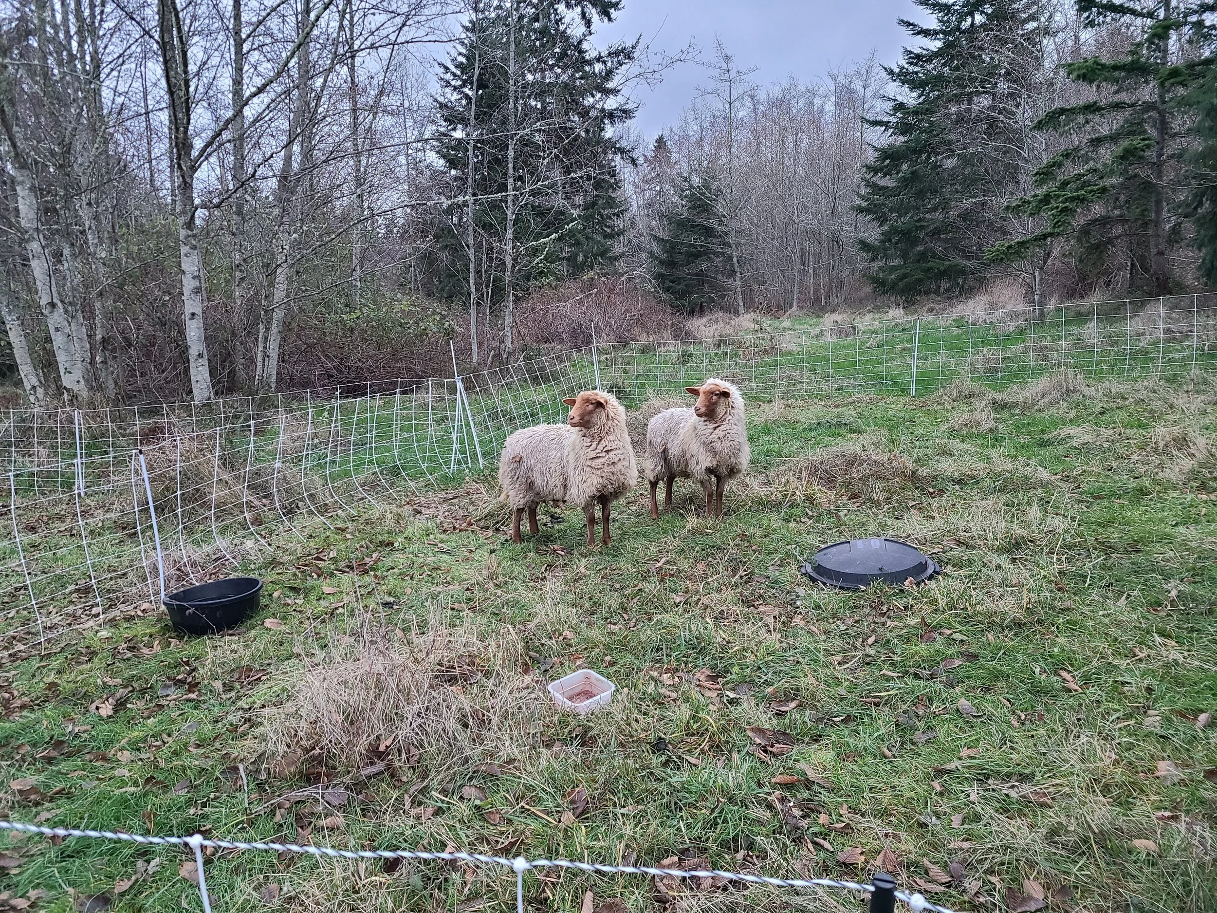 Sheep