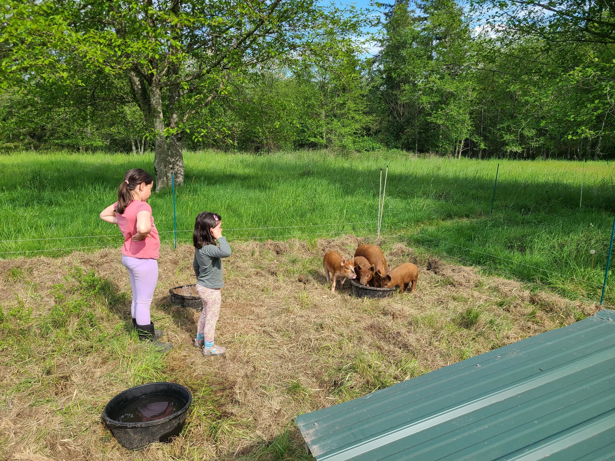 Girls w/pigs