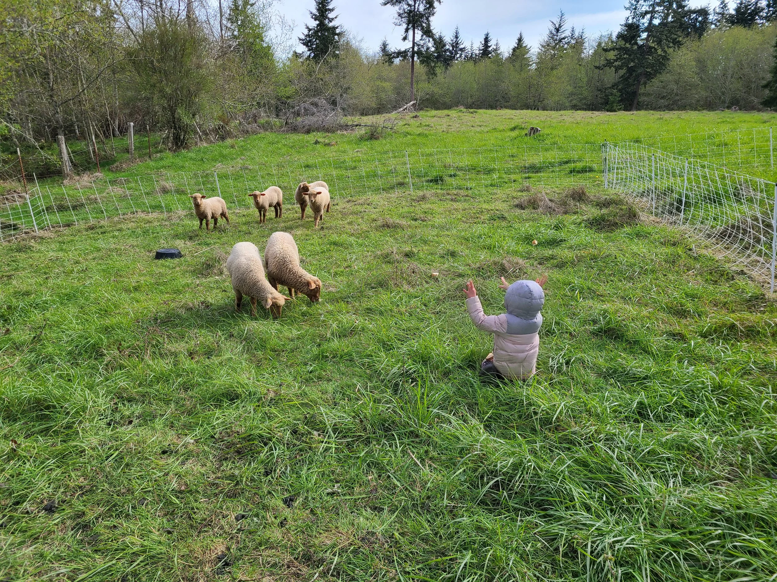 Girl with a sheep audience