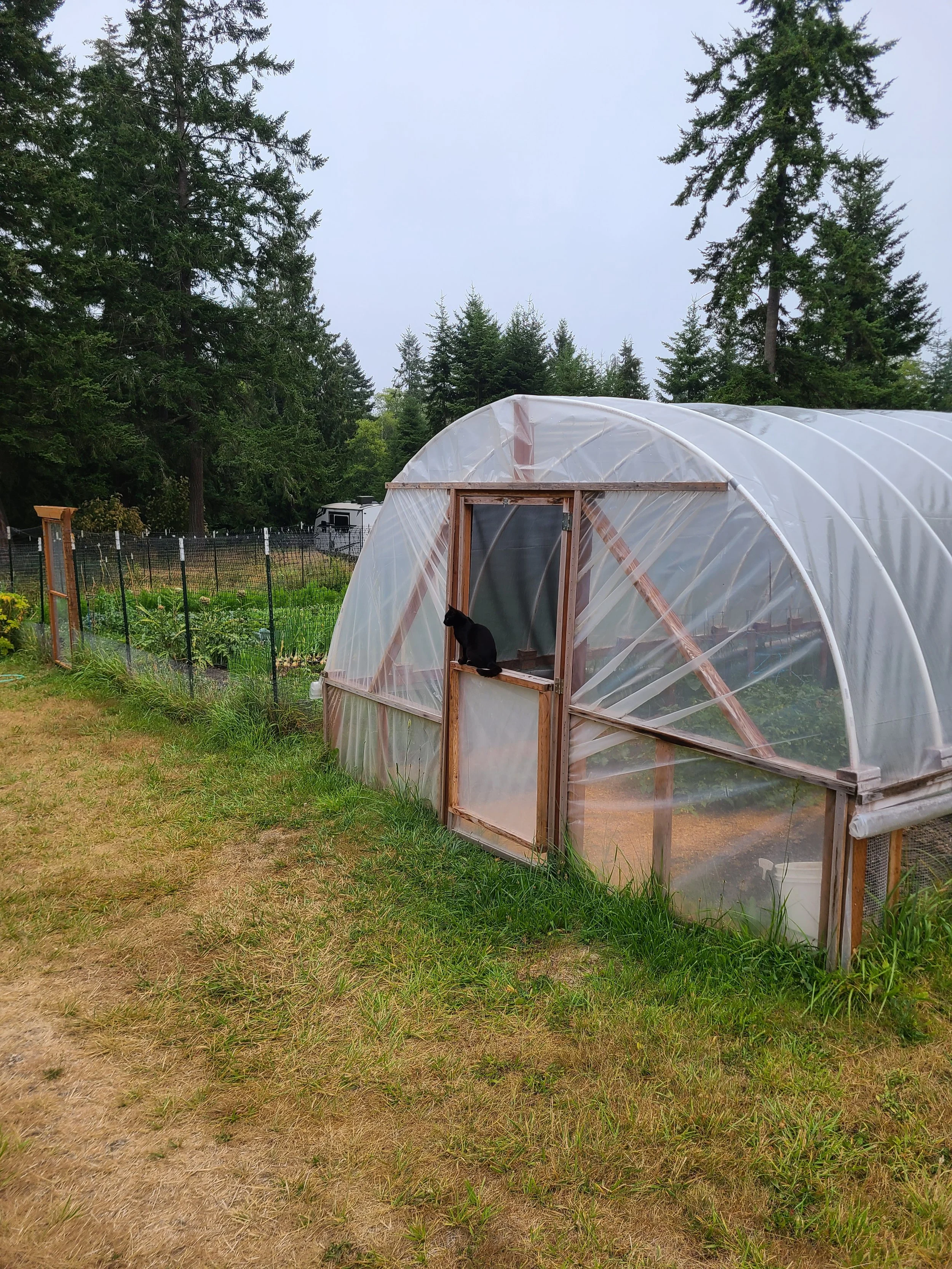 Hoop house with a cat perched on the door