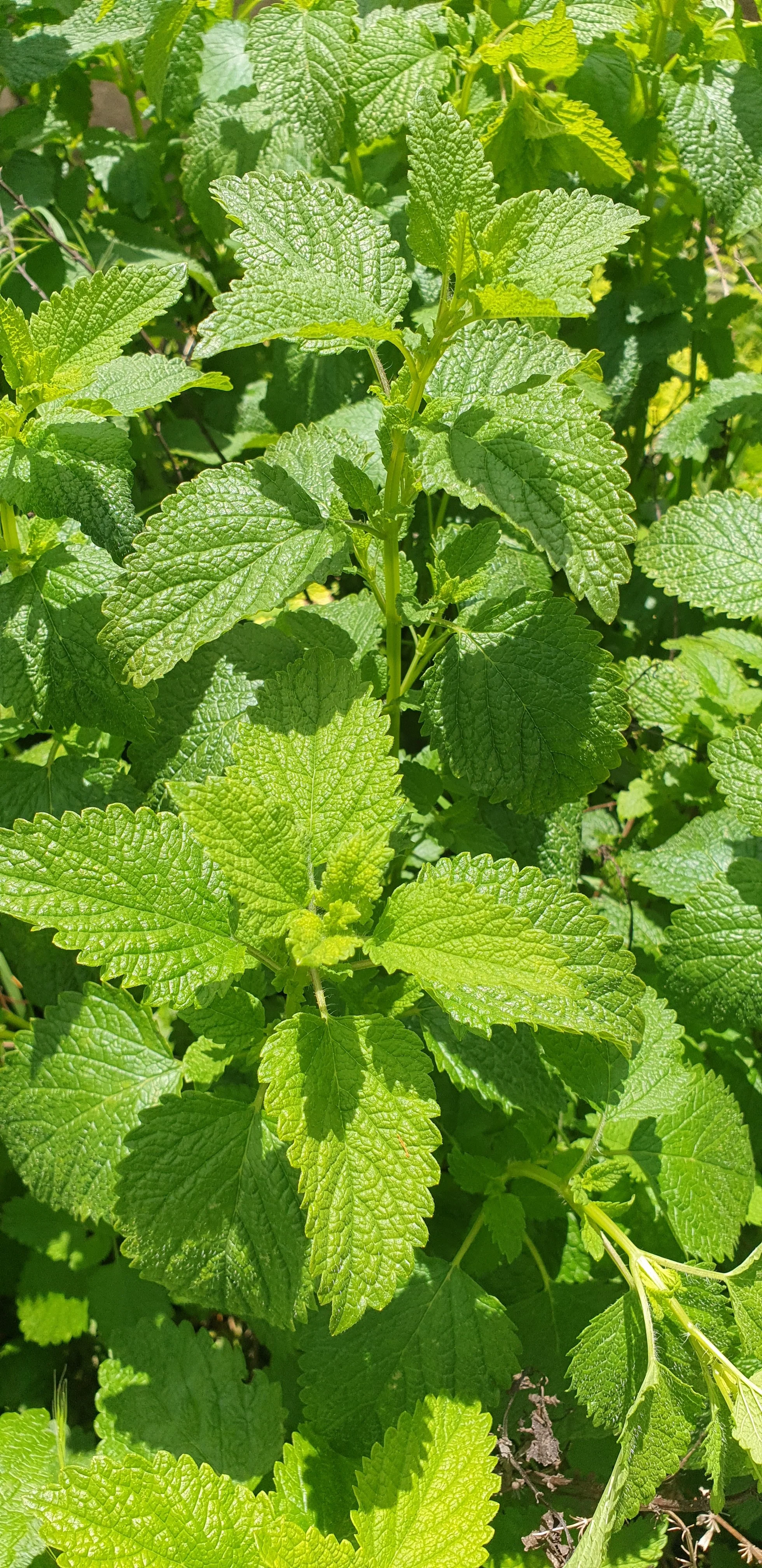 Lemon balm.jpg