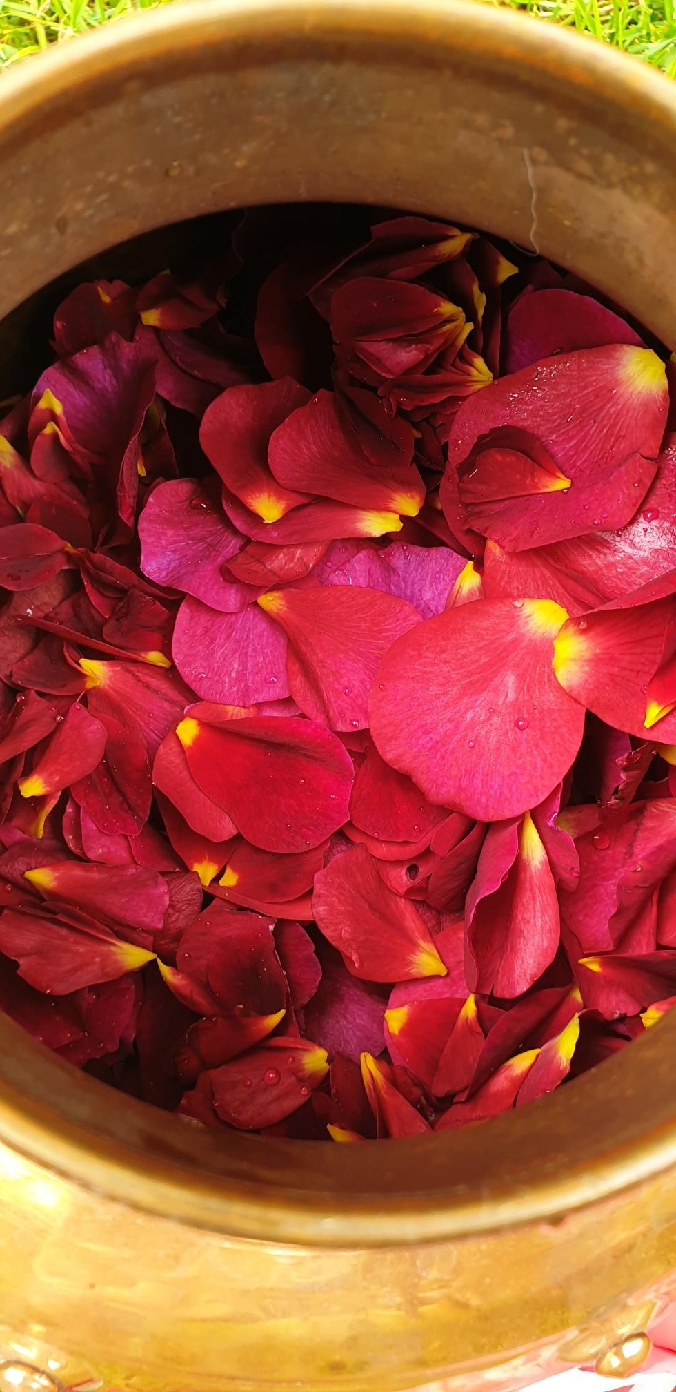Rose Hydrosol  50ml spray