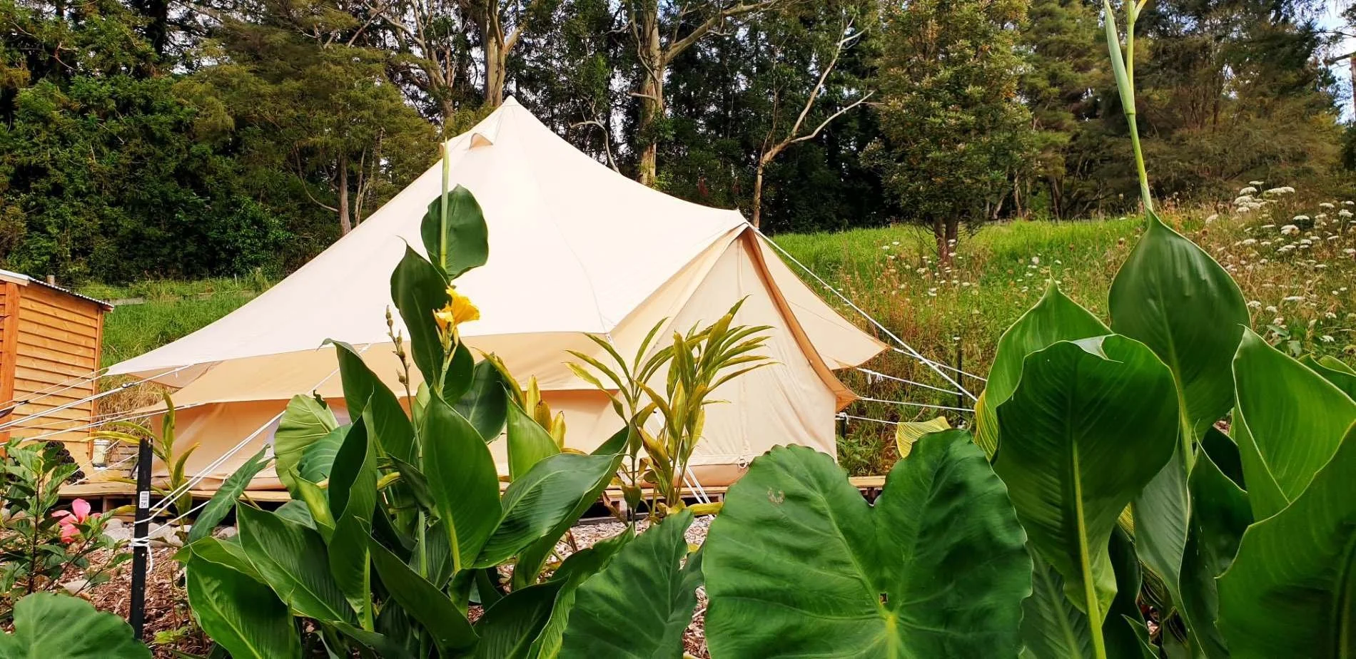A white canvas tent set up in a lush green outdoor area surrounded by tall plants and trees.