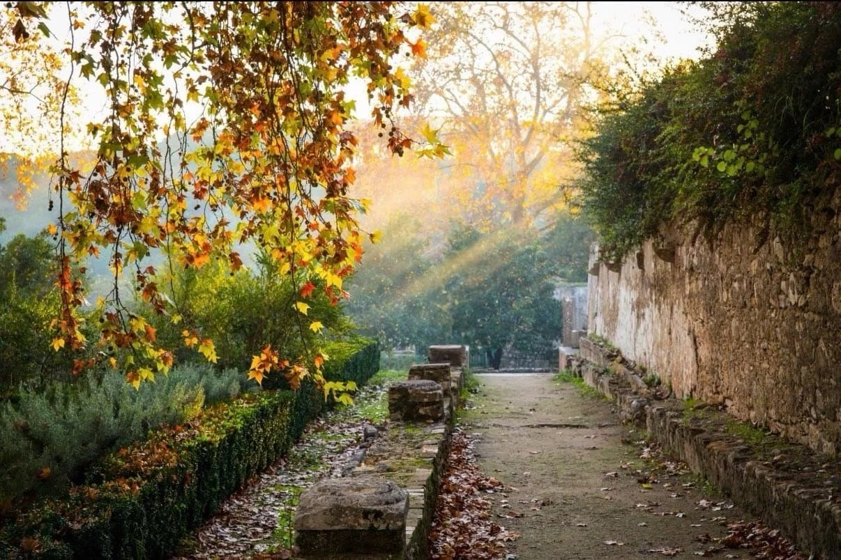 Sunlit pathway representing therapy for childhood trauma in Bryn Mawr, PA and virtual therapy across Pennsylvania and Delaware