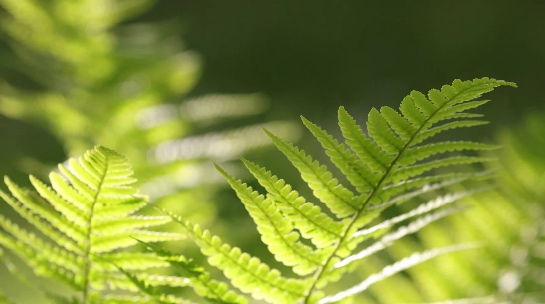Green ferns illuminated by sunlight in a wooded setting