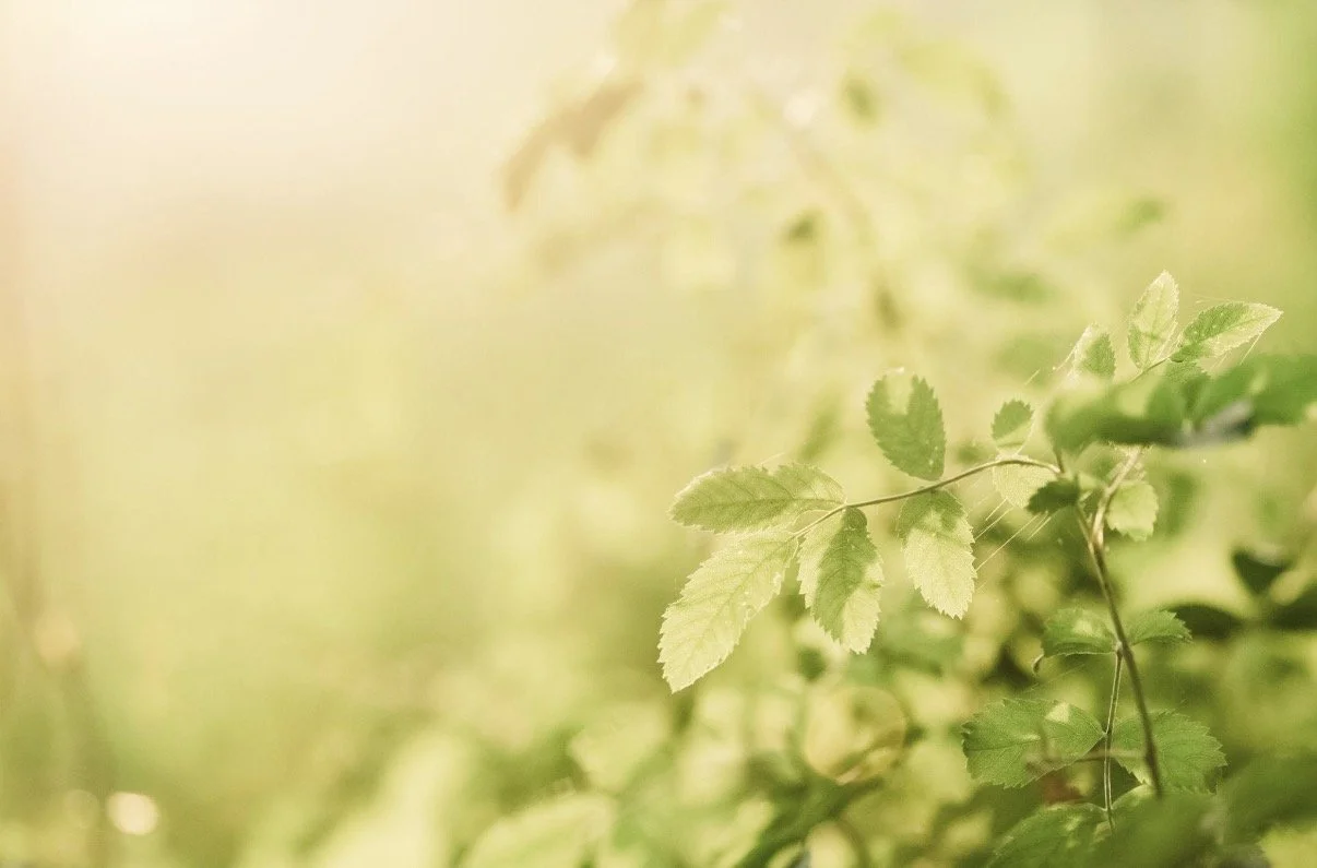 Soft green leaves in natural light representing calm, grounded therapy support for childhood trauma