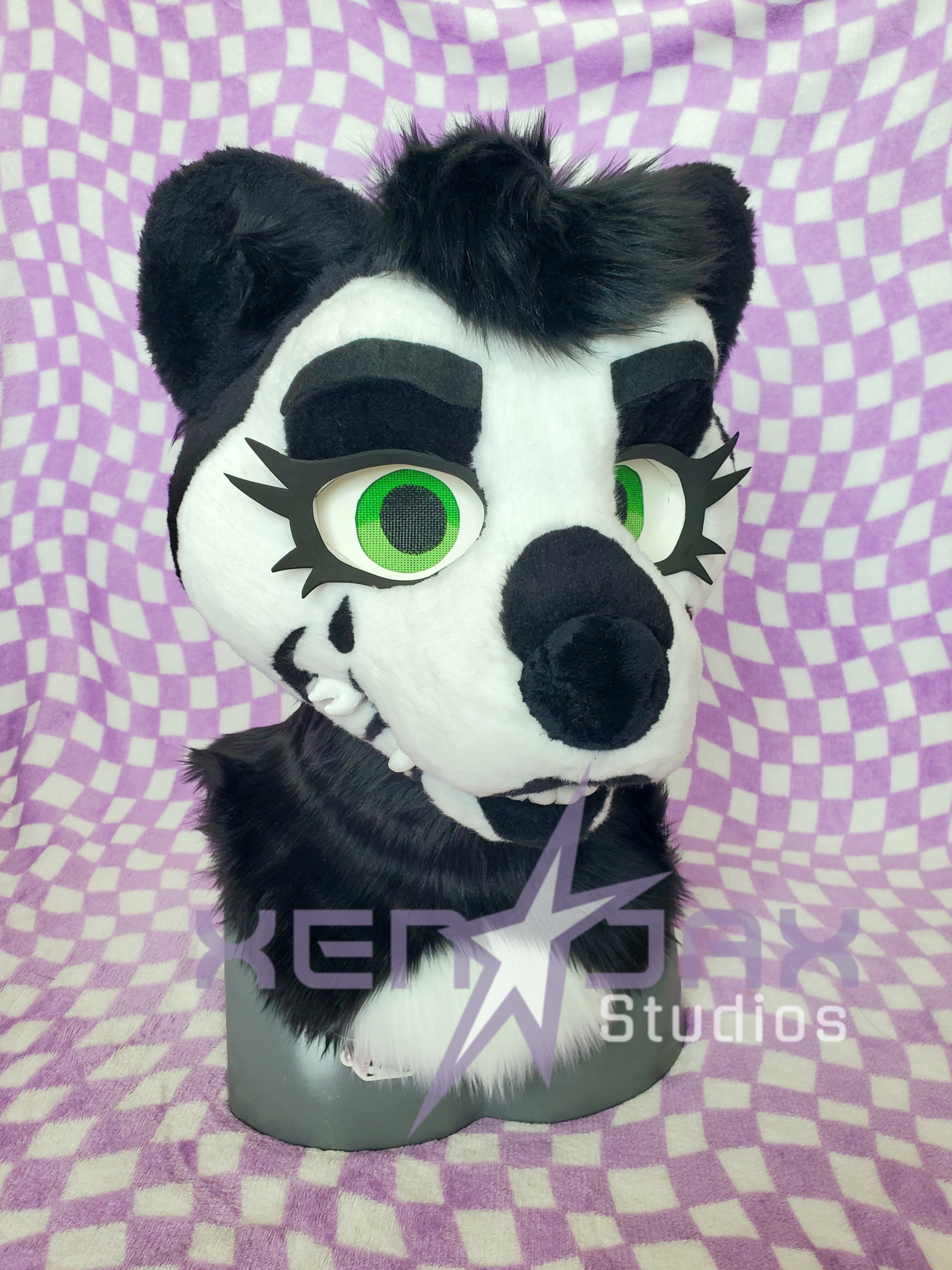 Claude the skunk, 2026 (owned by ryuokowoof on Instagram)