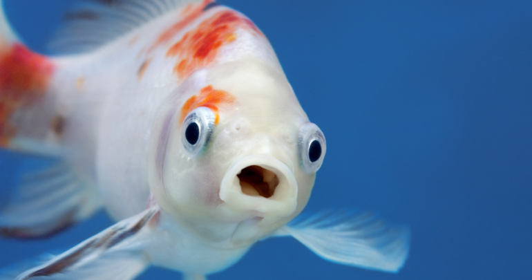 Koi Pond Interactive Simulation