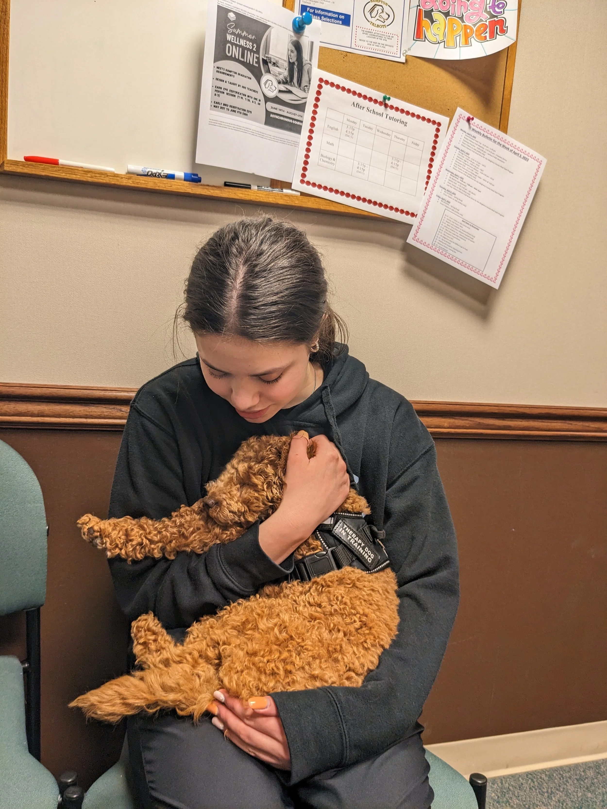 A young woman with dark hair tied back, dressed in a black hoodie, sitting on a green chair, holding and cuddling a small fluffy brown poodle puppy with a black harness in her lap, in an indoor setting with a bulletin board on the wall behind her.