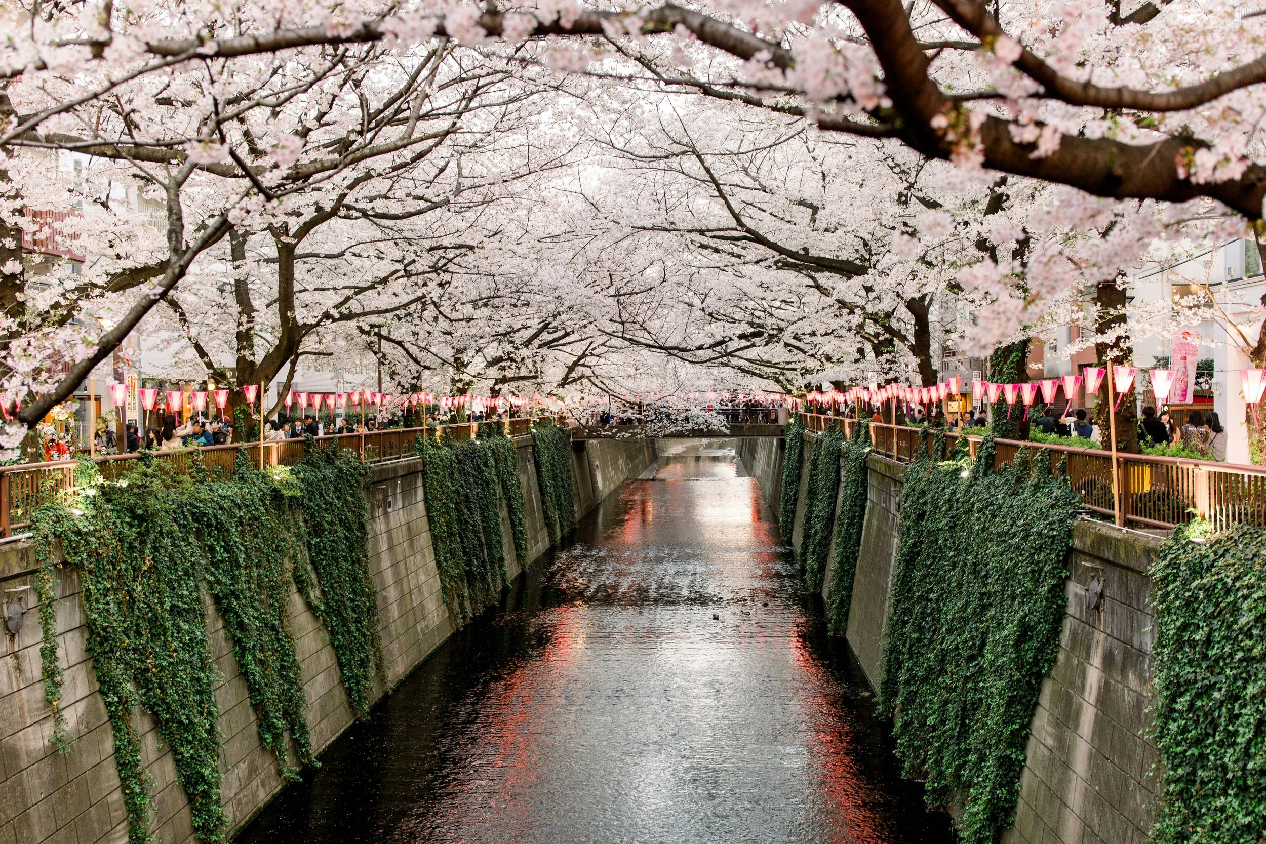 Meguro River. Photo by Jenna Neal on Unsplash.