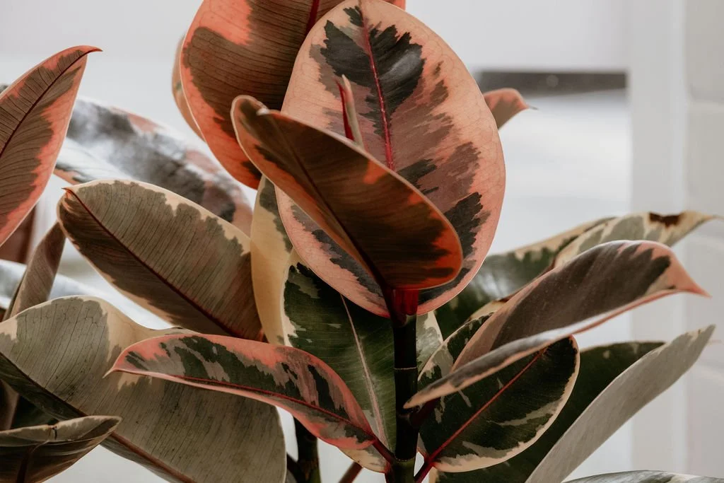 Close-up of variegated rubber plant leaves with pink, green, and cream colors against a blurred background.