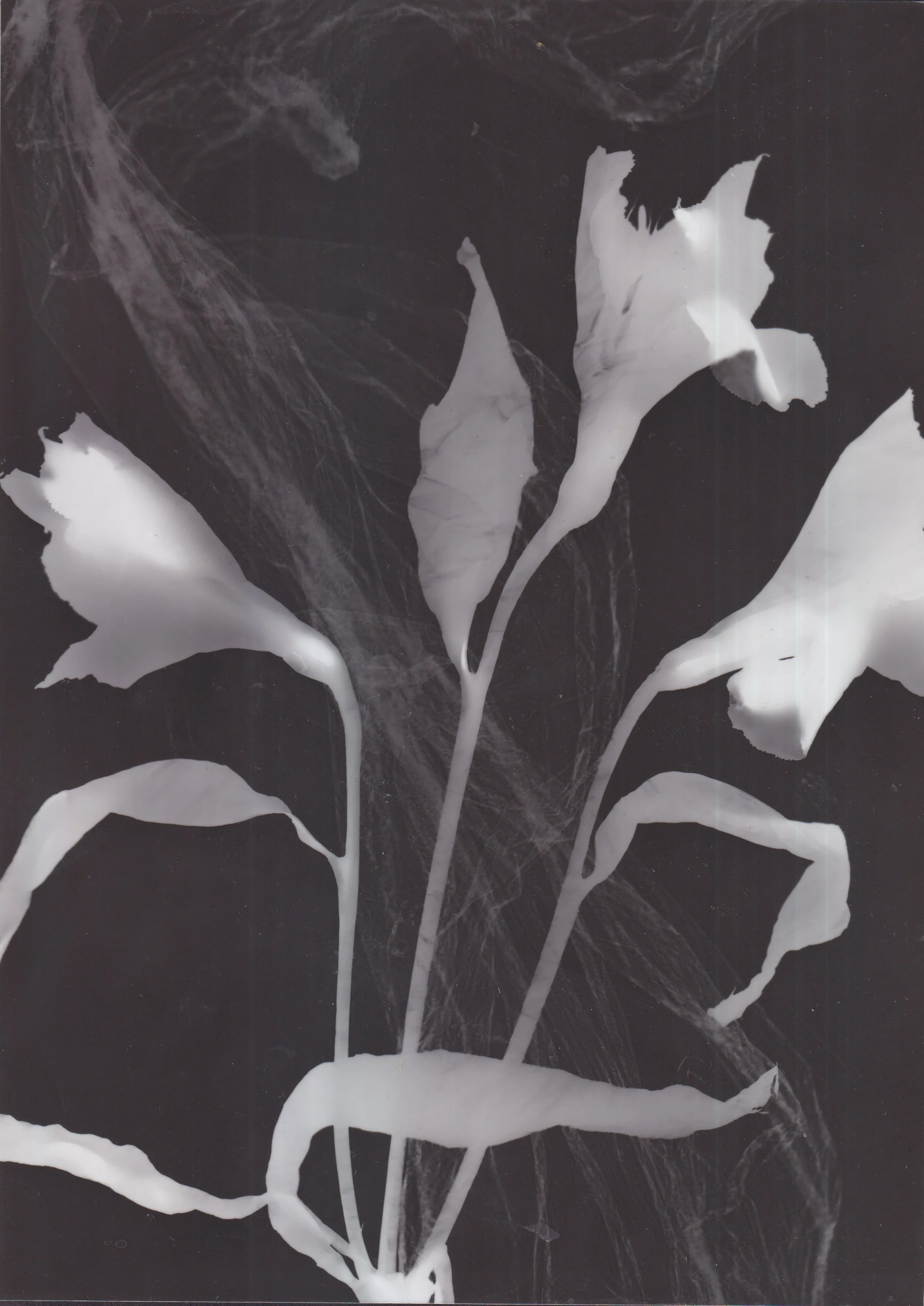 Scans00054.jpeg