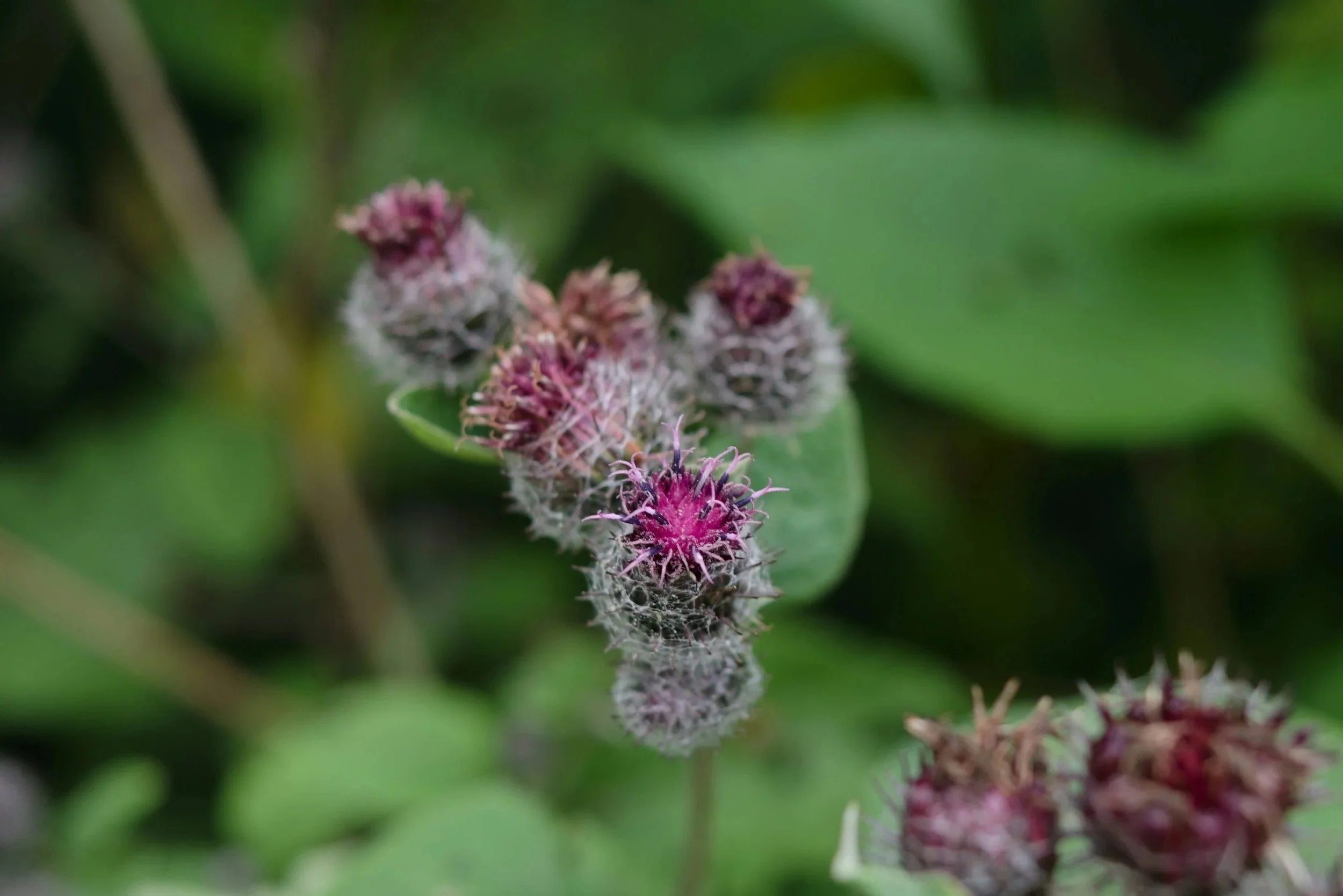 Close-up of pink and purple fuzzy flowers with green leaves in the background.