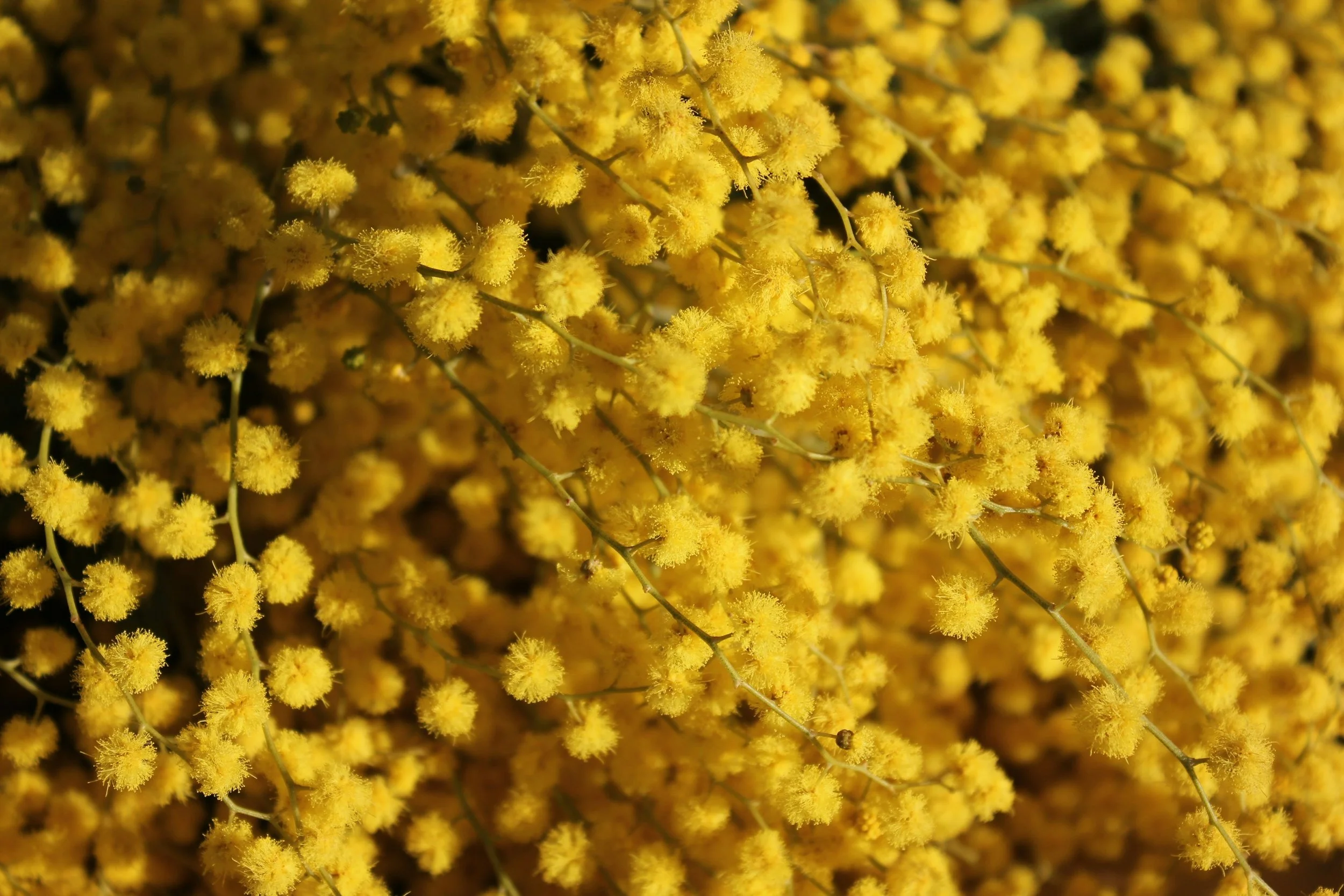 close up of a yellow wattle tree