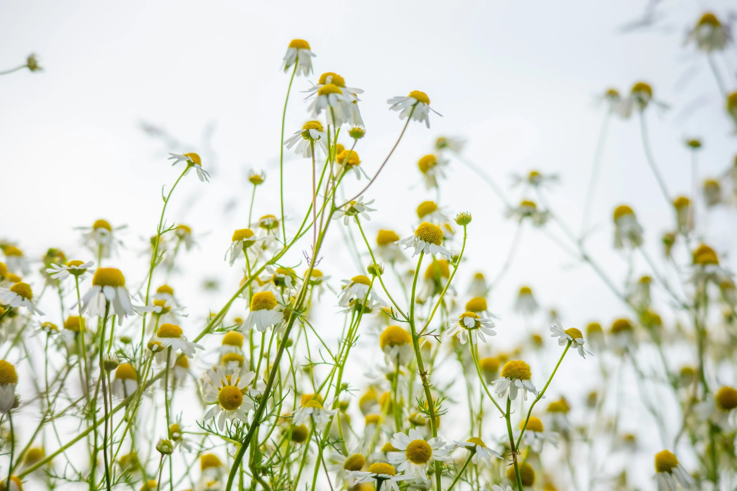 wild growing german chamomile