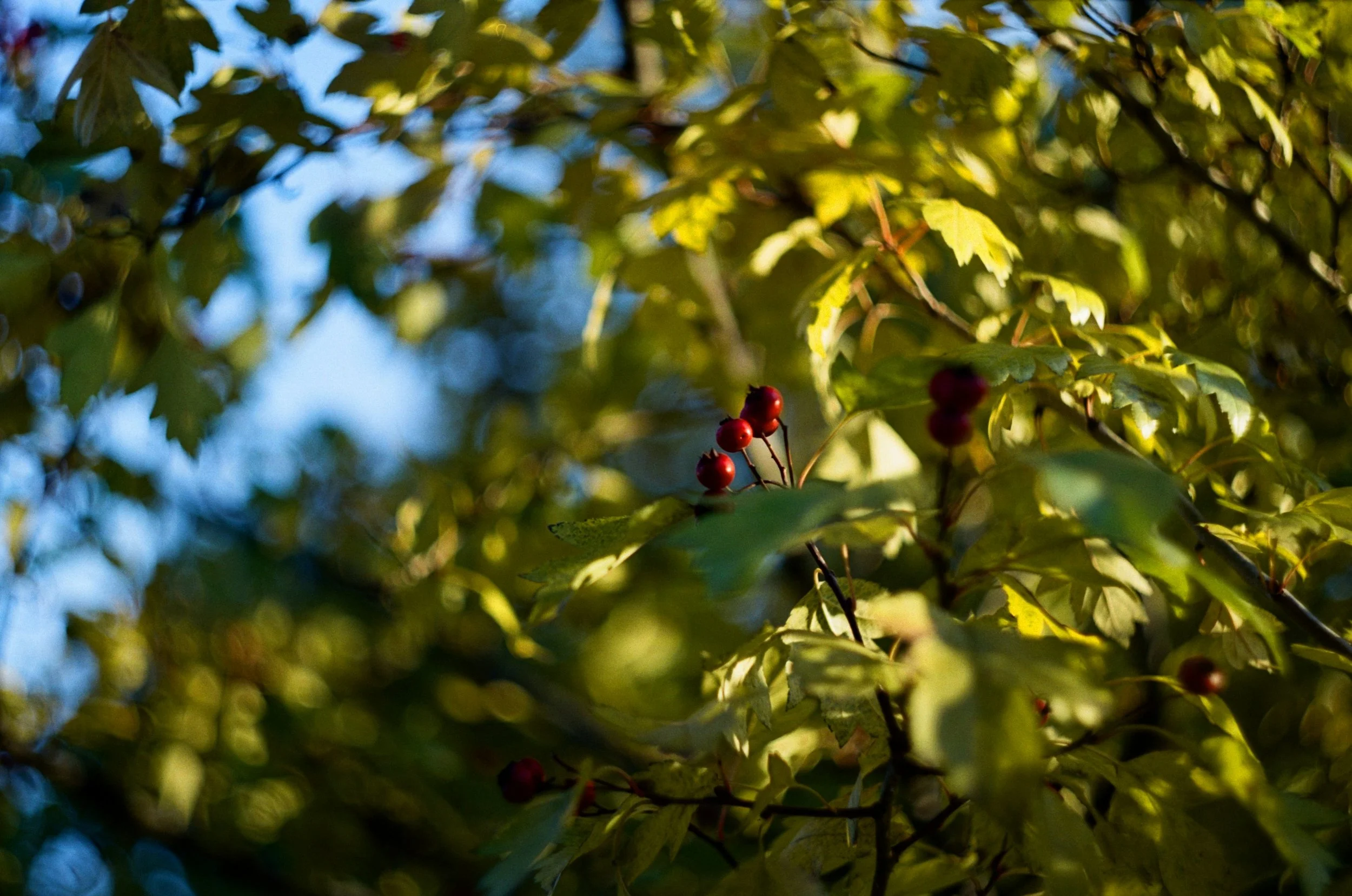hawthorn berries