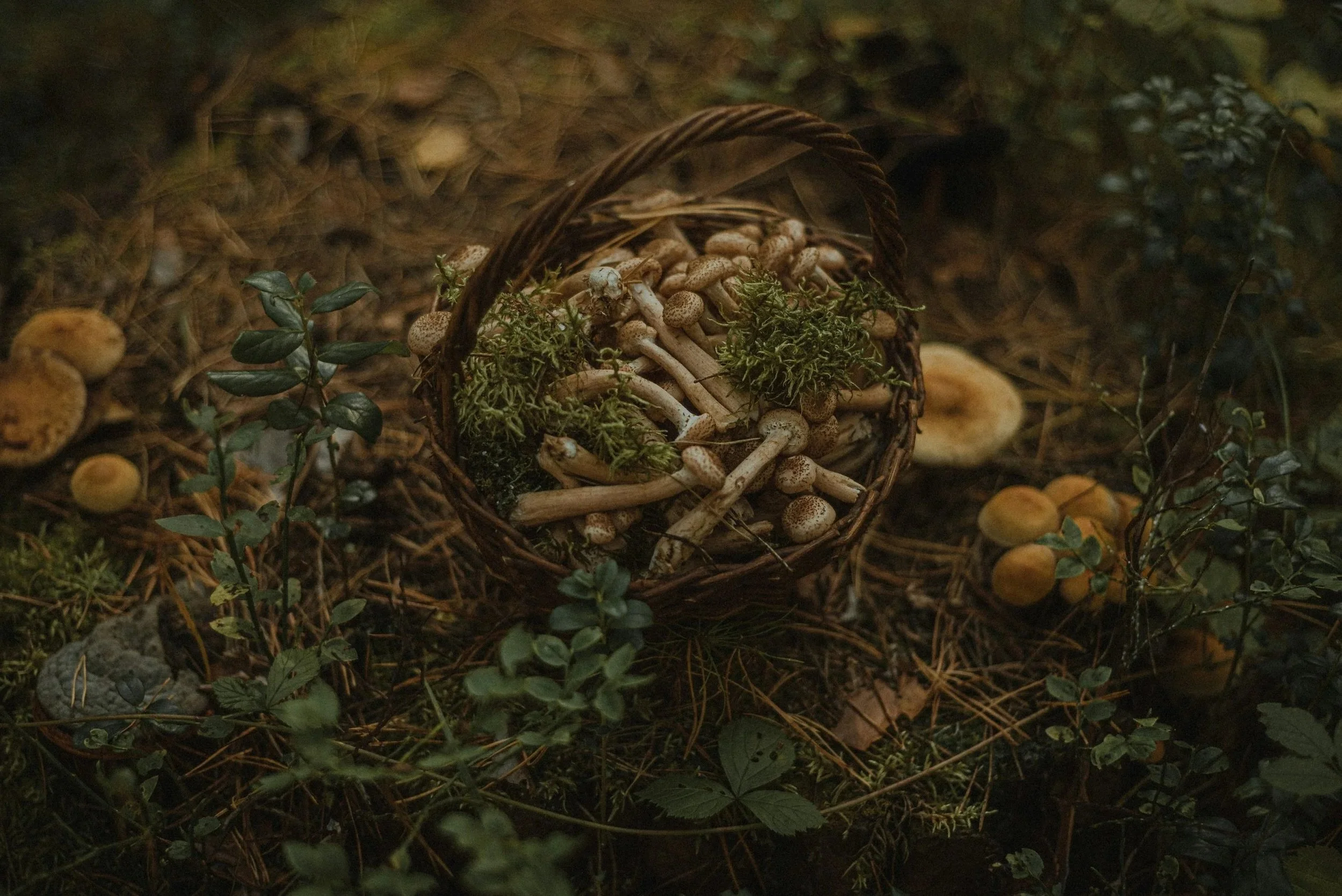 Basket filled with small spotted mushrooms and green moss on forest floor with other mushrooms and plants around.