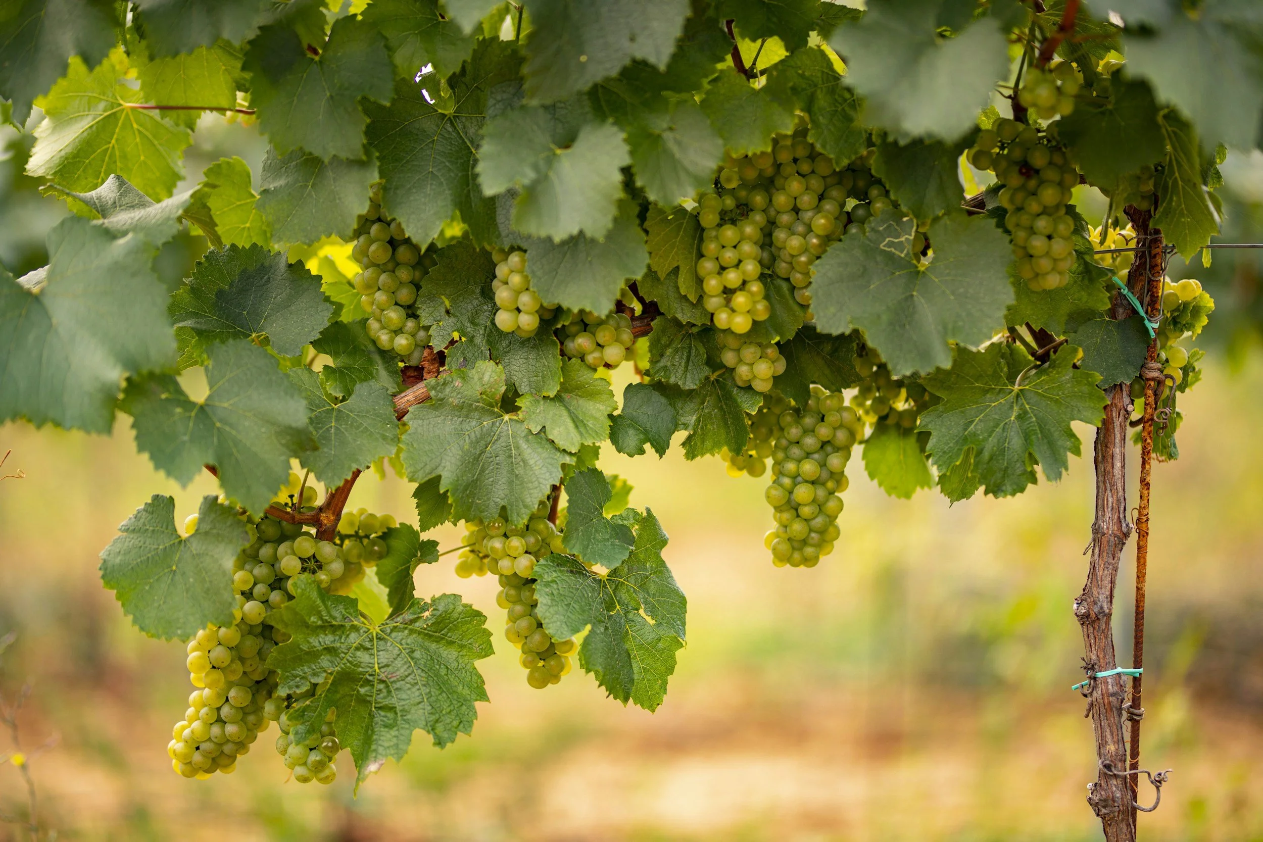 Green grapes hanging from a vine with lush green leaves.