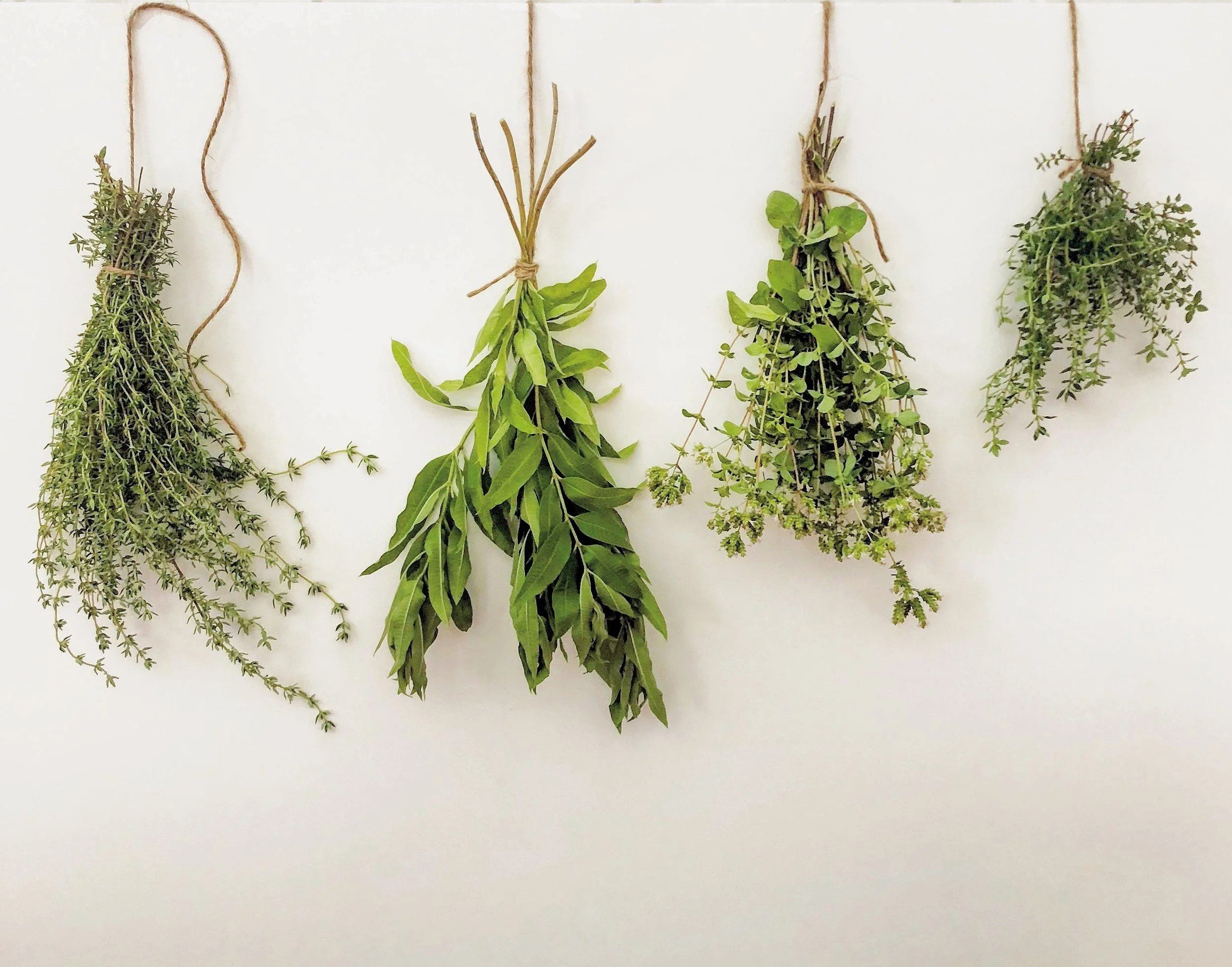 Four bunches of herbs hanging upside down on a white background, tied with twine. The herbs appear to be different varieties.