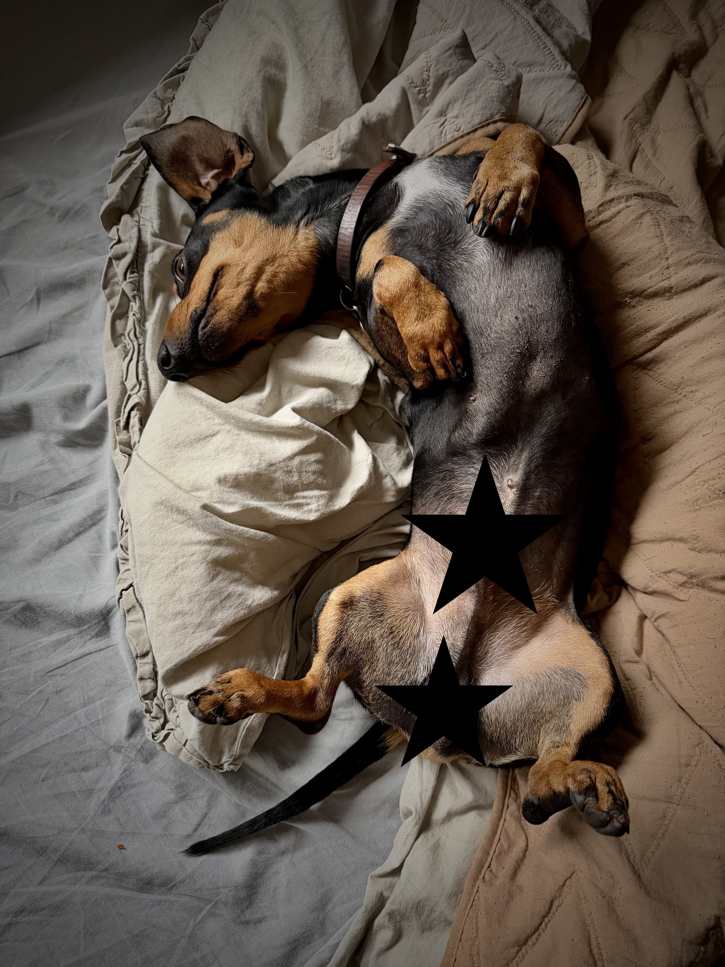 A dog lying on its back on a beige blanket, with its eyes closed, appears to be sleeping.