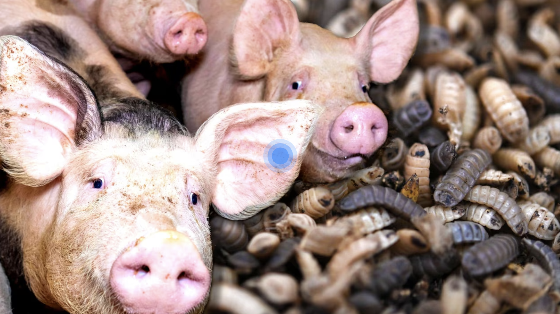 Integrating Black Soldier Fly Larvae as Pig Feed