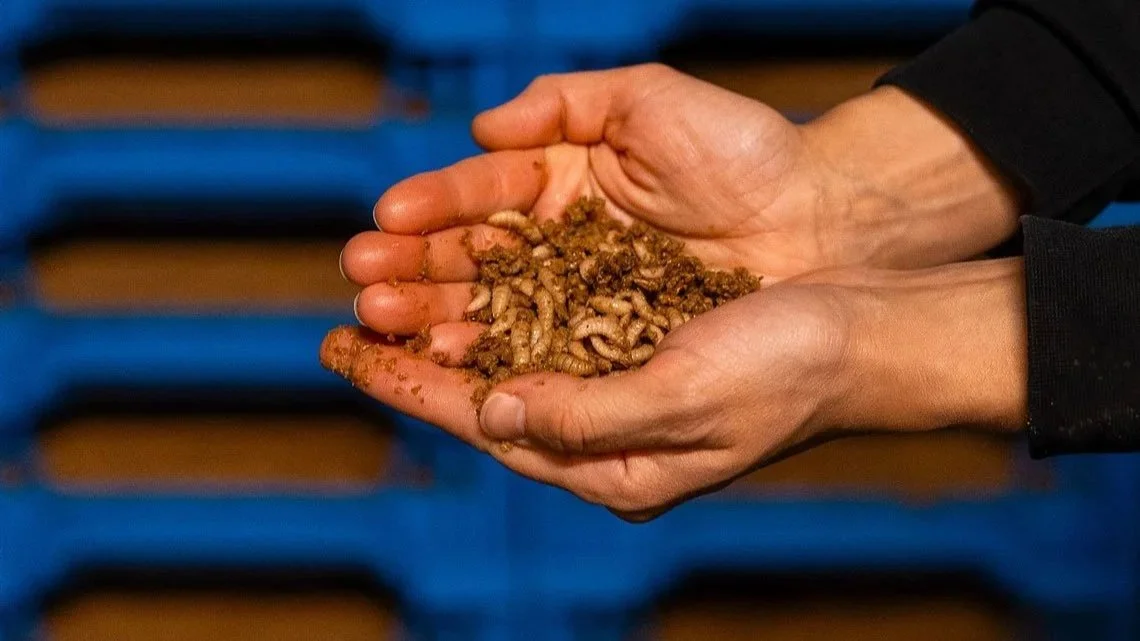 What Can Black Soldier Fly (BSF) Larvae Eat in the EU? Feed Regulations ...