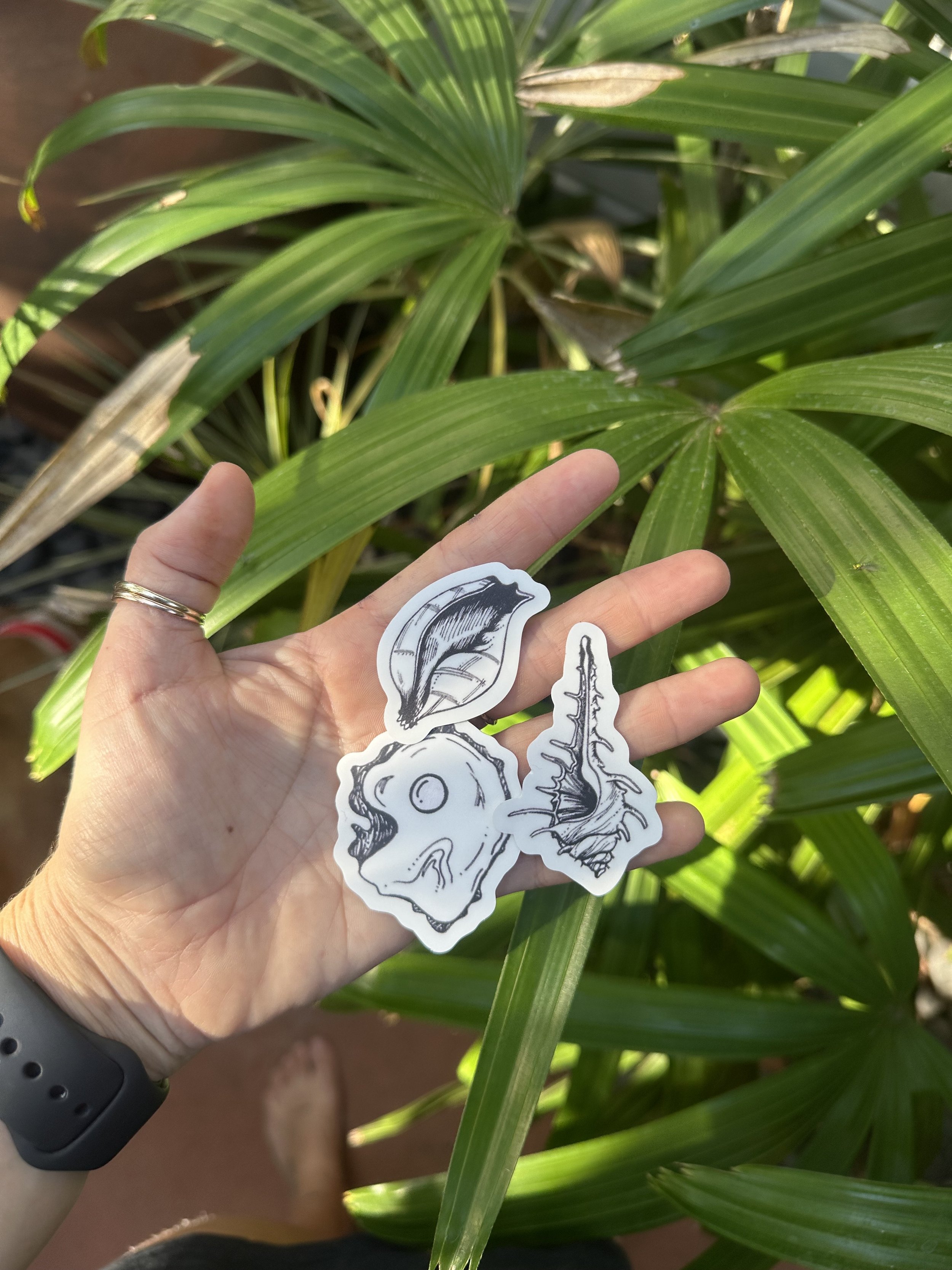 Shells of the Kimberley (Sticker Set)