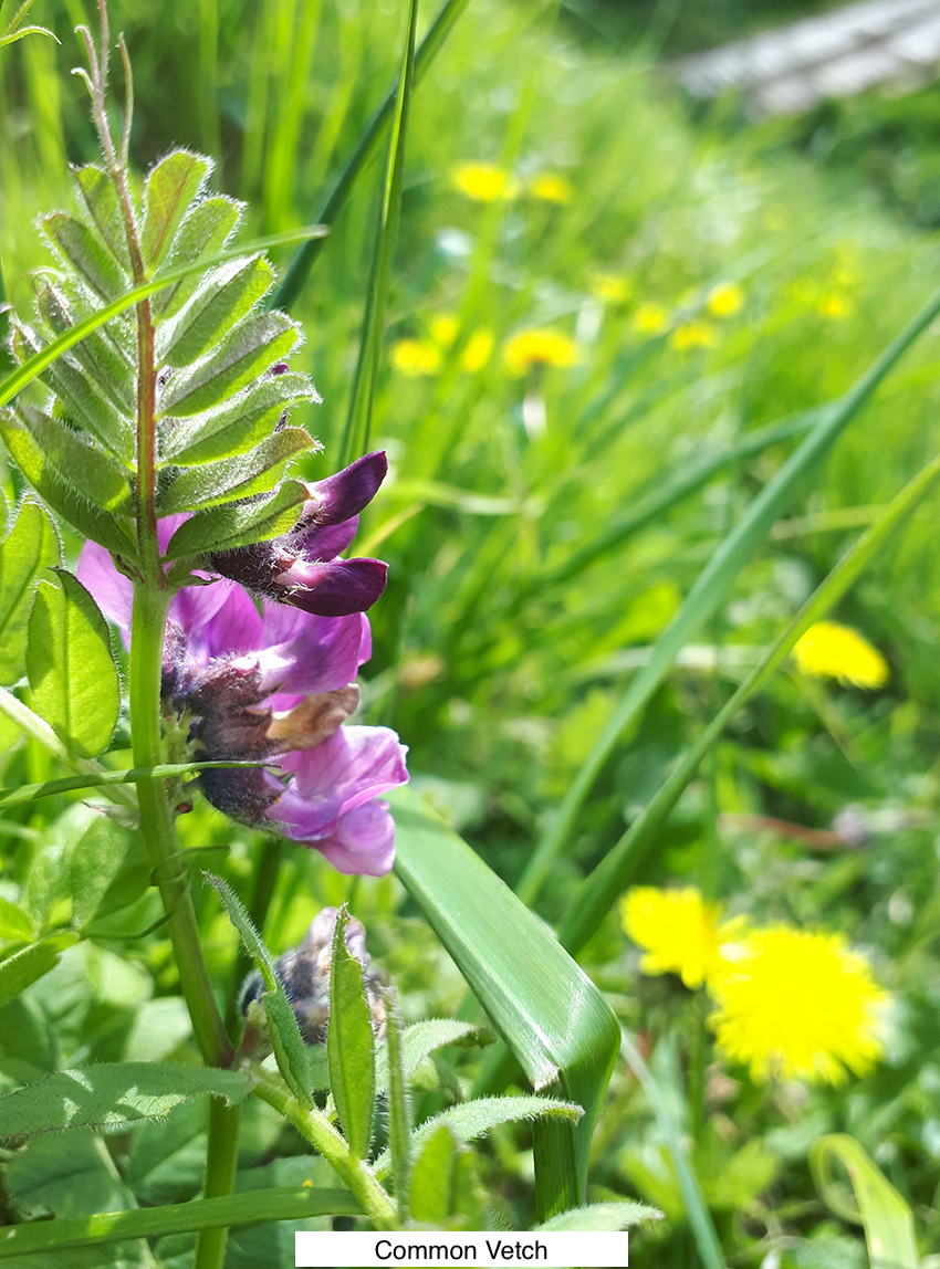 shandy-vetch.png
