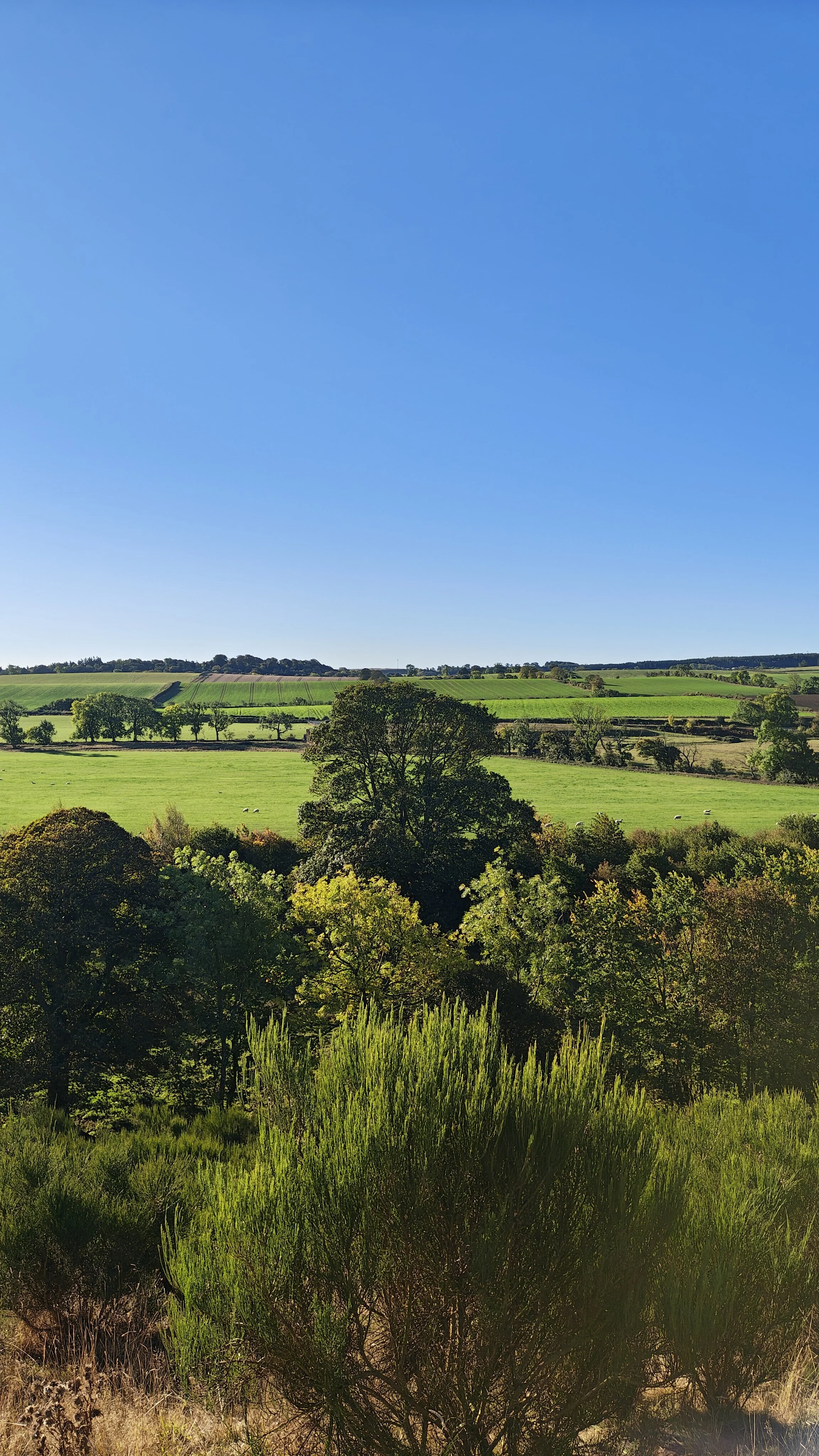 Hilltop Newsletter: Sunday 11th October, 2026