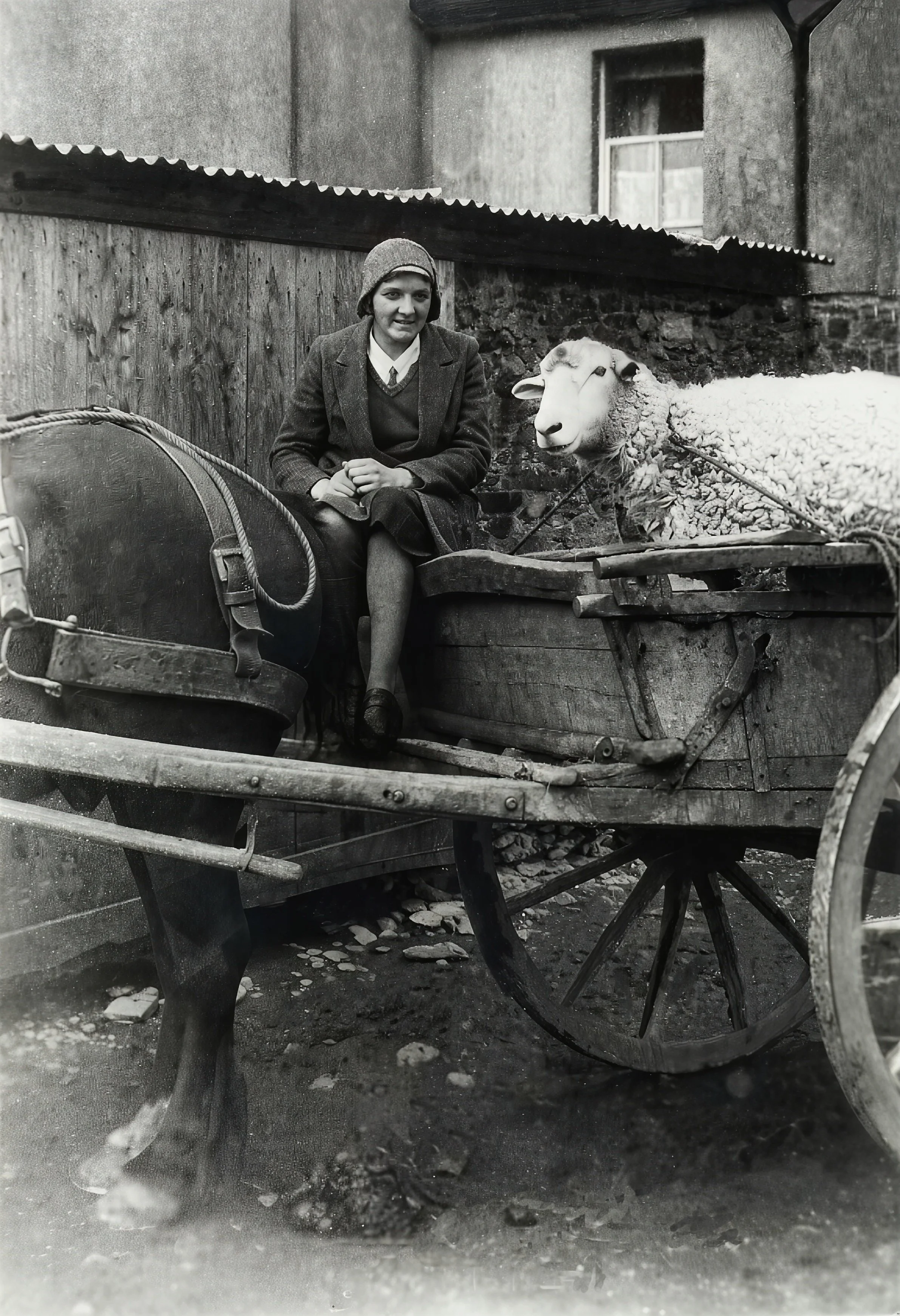 Mrs Violet Sanders (née Brimblecombe) from Moretonhampstead, pictured c1925 on a farm in Dousland taking a sheep to market 
in Meavy