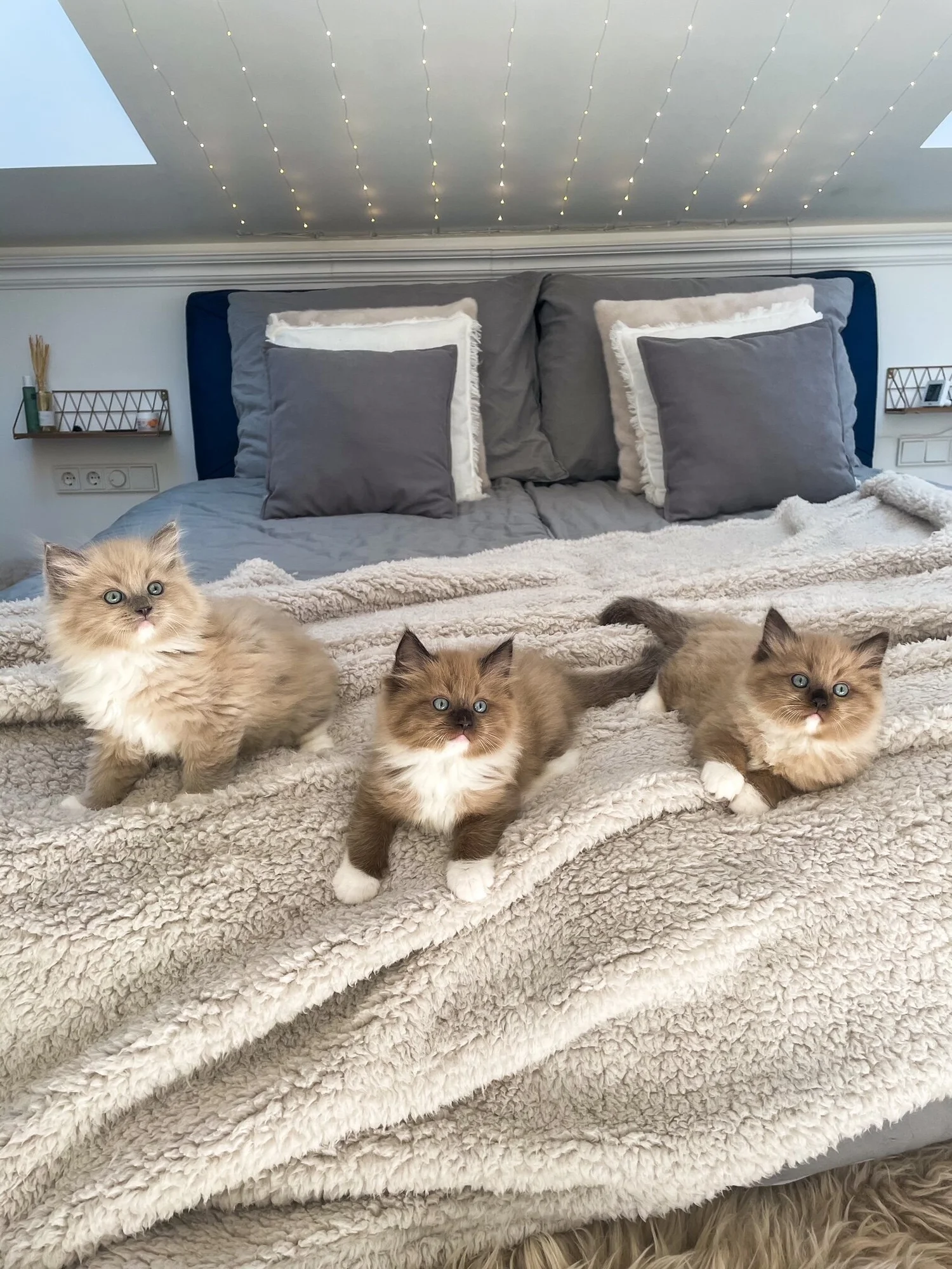 Farben — Ragdolls von den Pfotenschnurrern
