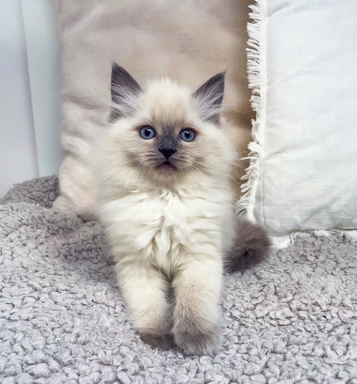 Farben — Ragdolls von den Pfotenschnurrern
