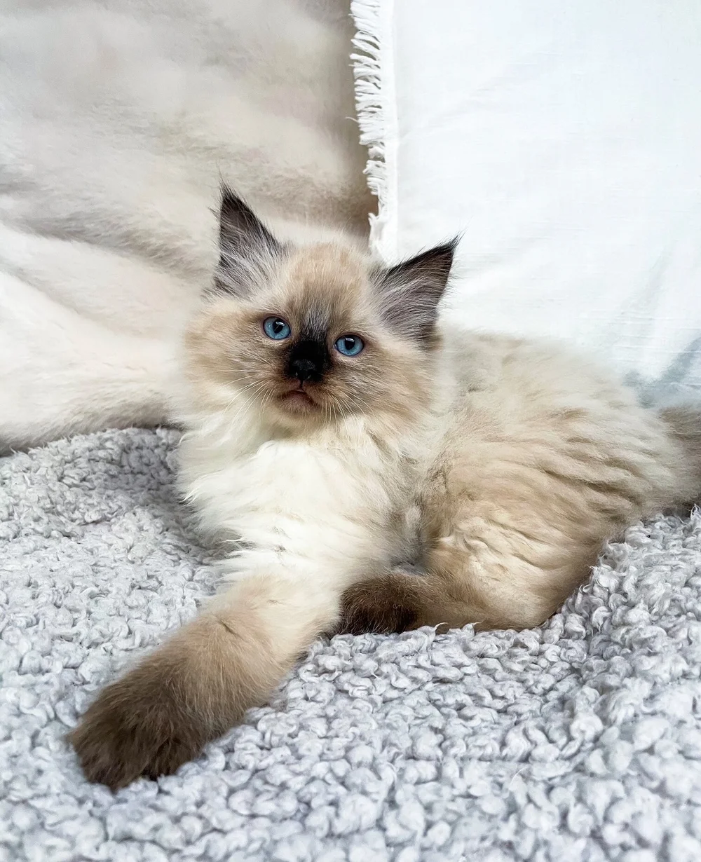 Farben — Ragdolls von den Pfotenschnurrern
